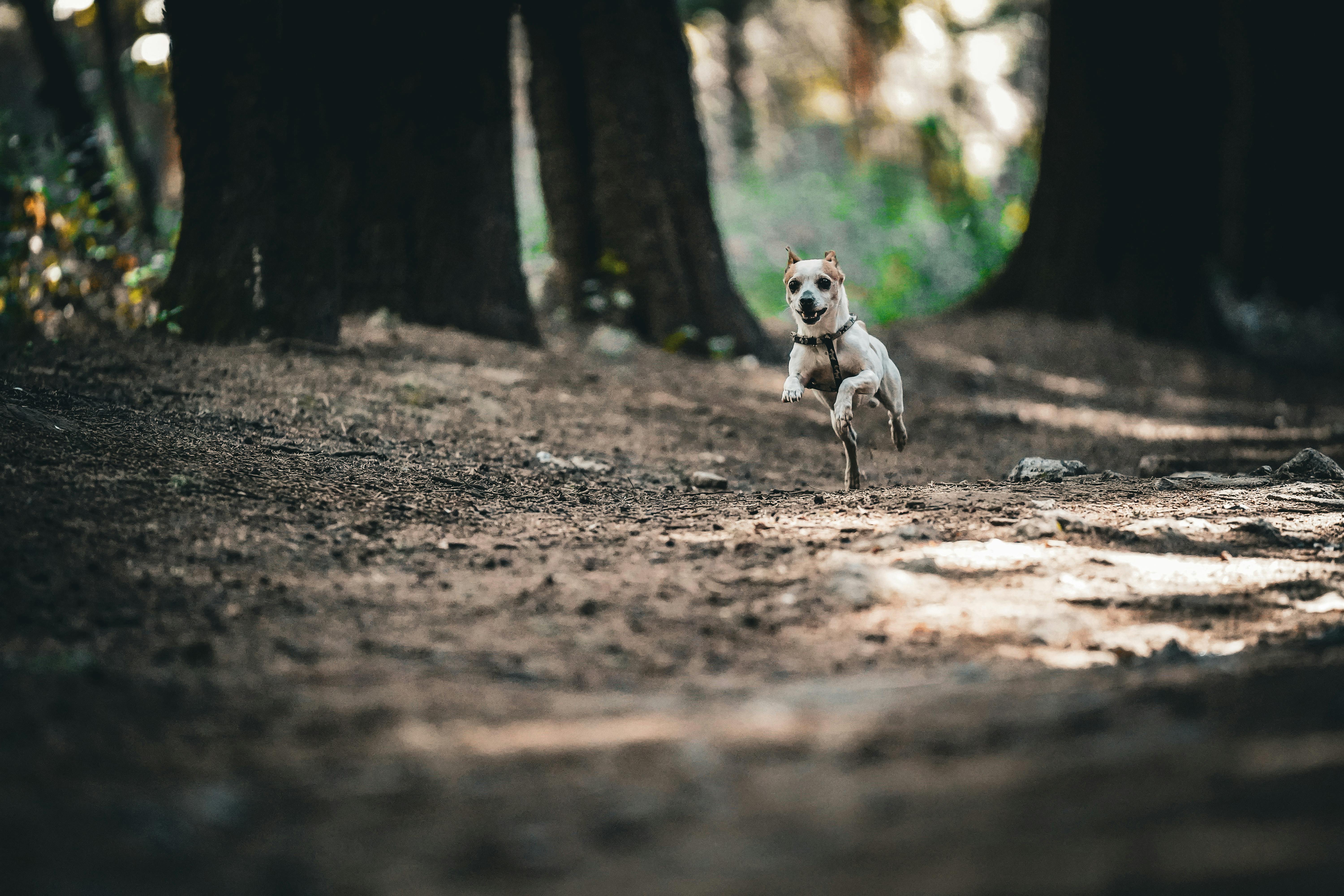 бесплатная Жизнерадостная собака, радостно бегущая по залитой солнцем лесной тропинке, демонстрирует движение и восторг. Стоковое фото
