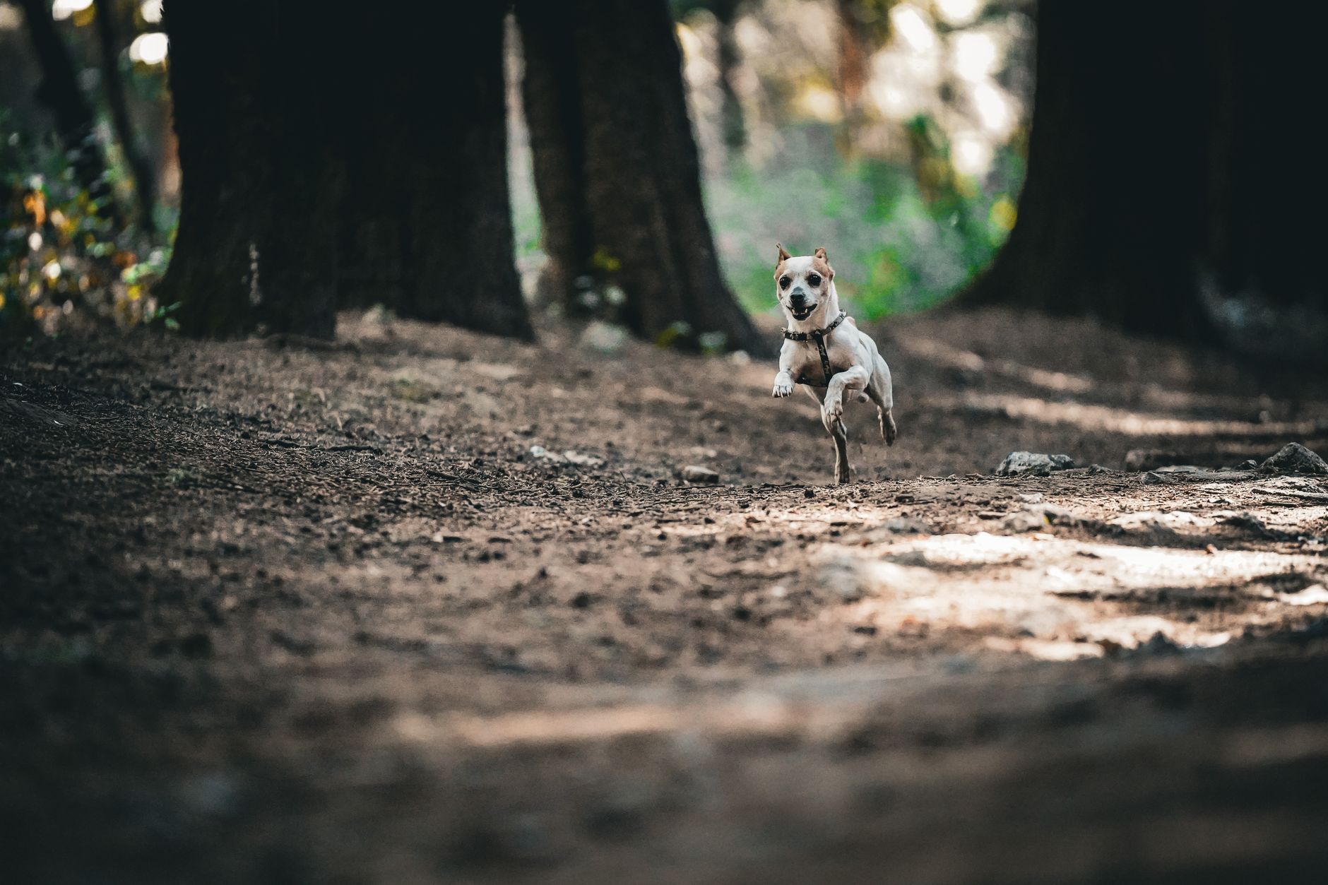 dog running on forest trail, Sagittarius adventurous spirit and freedom