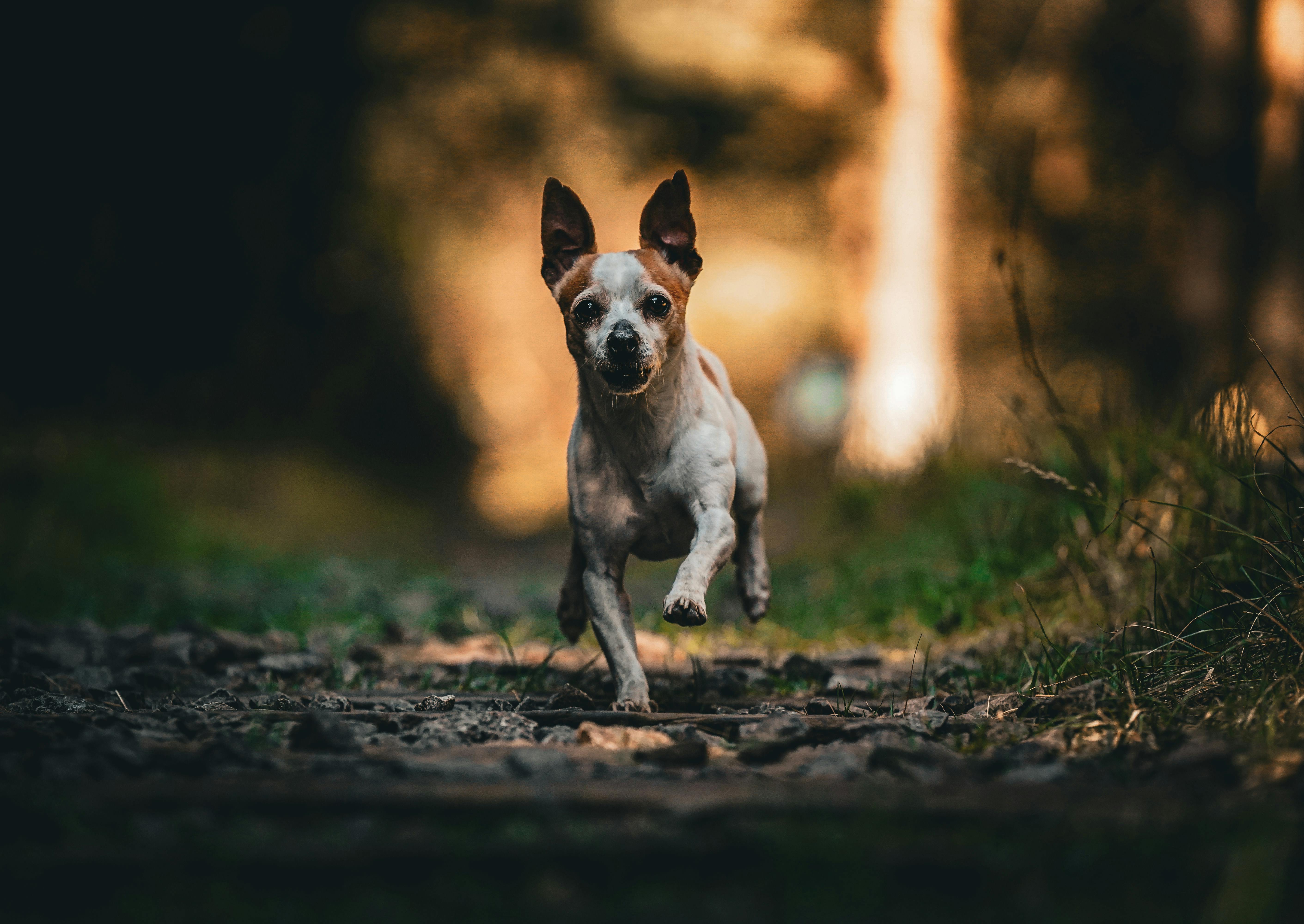 pet lifestyle pets lifestyle — Photo by Willians Huerta on Pexels
