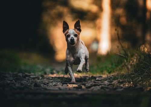 Free A lively small dog joyfully runs along a forest path with a vibrant, warm background. Stock Photo