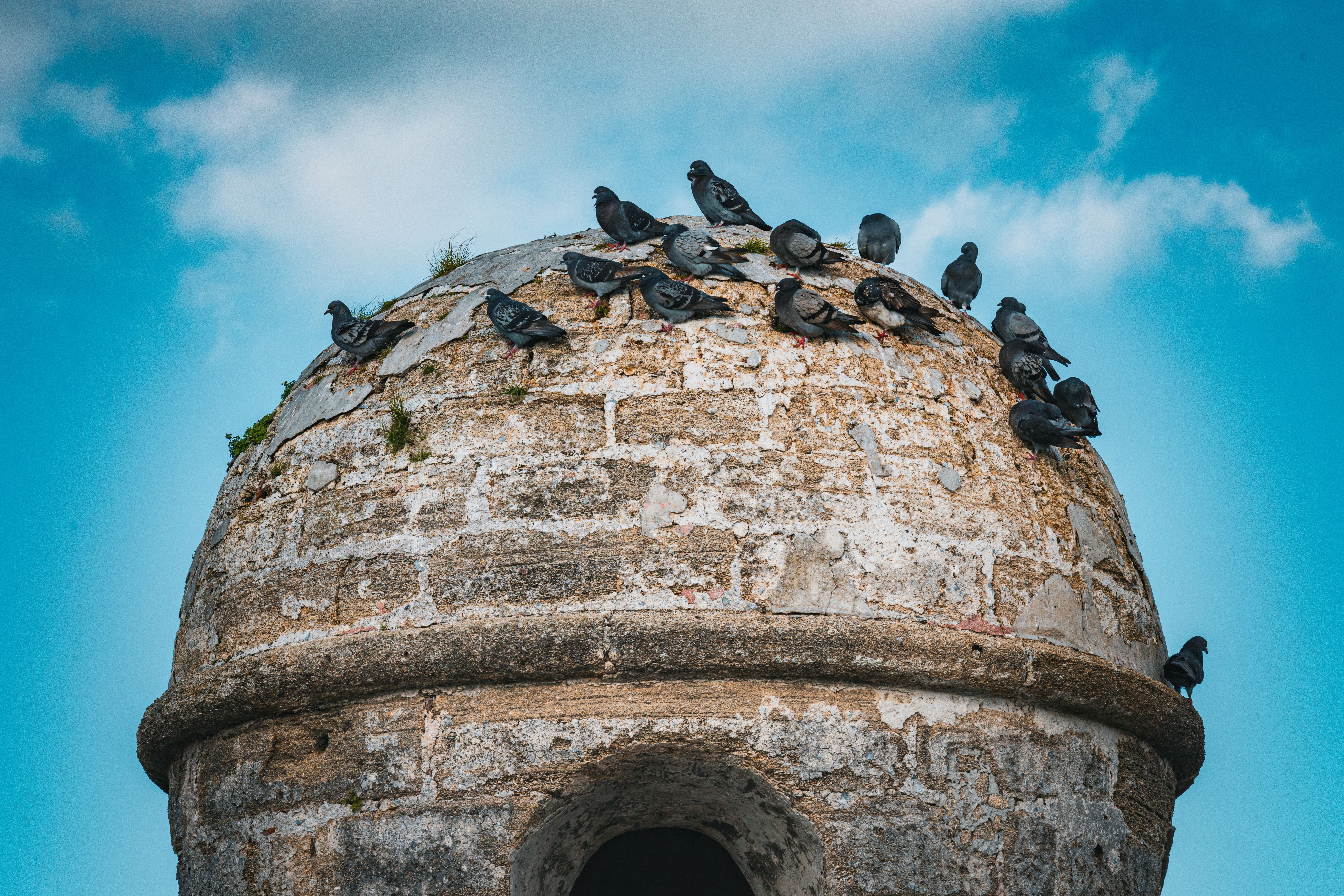 Creating Community Connections: Taza Jenkins and the St. Augustine Bird Club's Mission to Inspire Joy