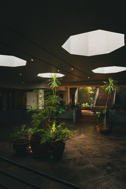 Modern atrium with potted plants and skylights creating a serene indoor garden environment.
