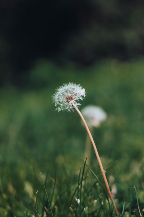 Free Close-up of a dandelion puff on a sunny summer day in a green field. Stock Photo