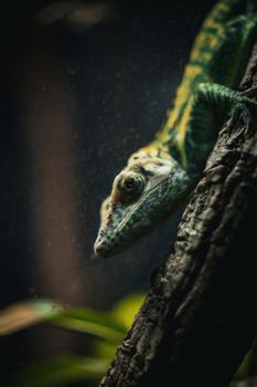 gecko photo