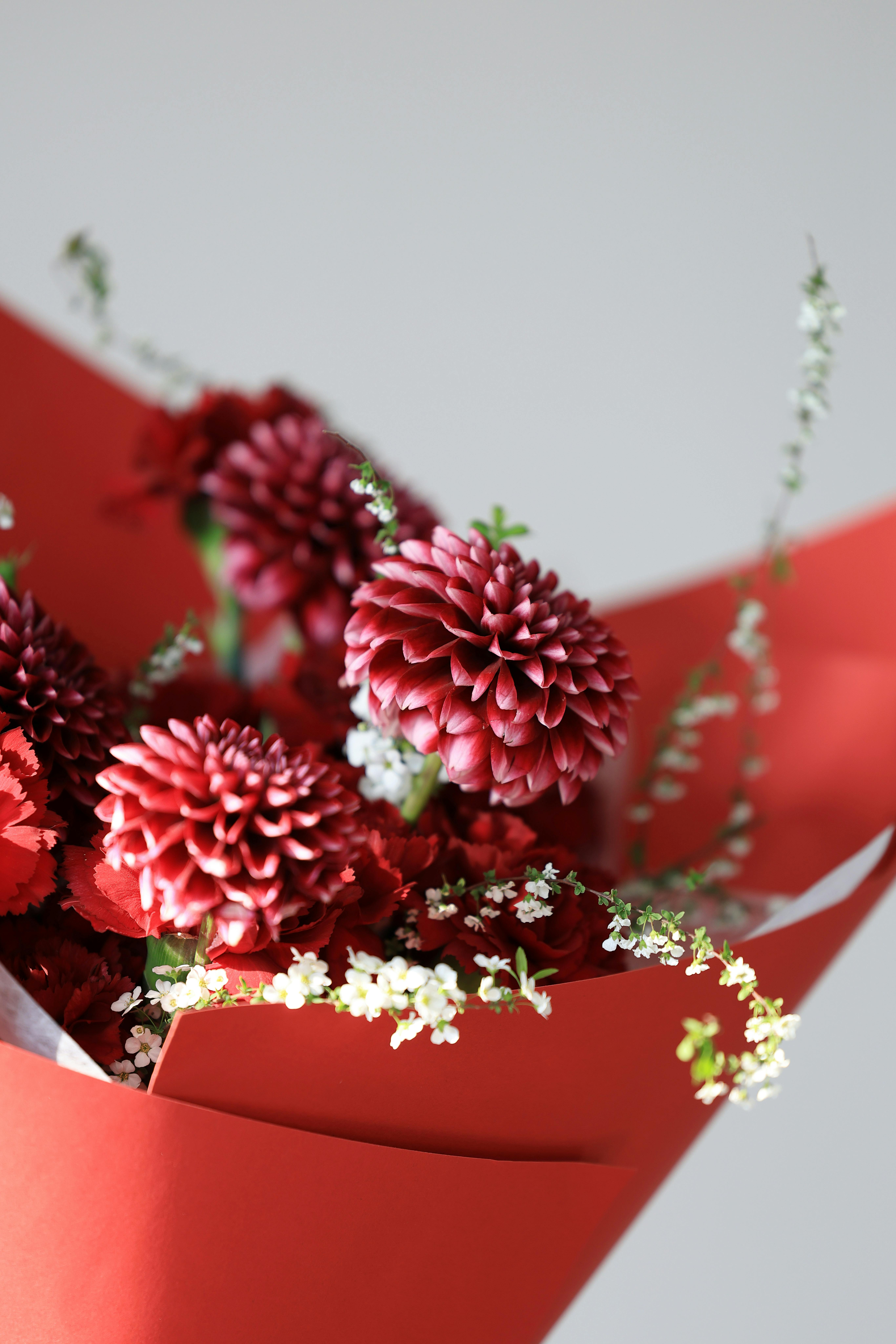 [ColoSach]-a-striking-bouquet-of-red-chrysanthemums-with-delicate-white-flowers-in-a-red-wrap.