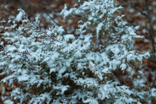 Free Close-up of snow-covered evergreen branches creating a serene winter scene. Stock Photo
