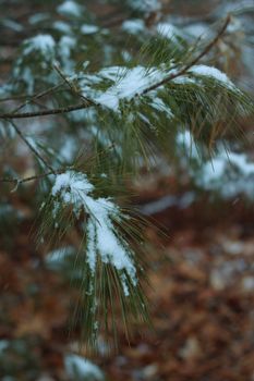 Close-up of a snow-dusted pine branch capturing winter tranquility.