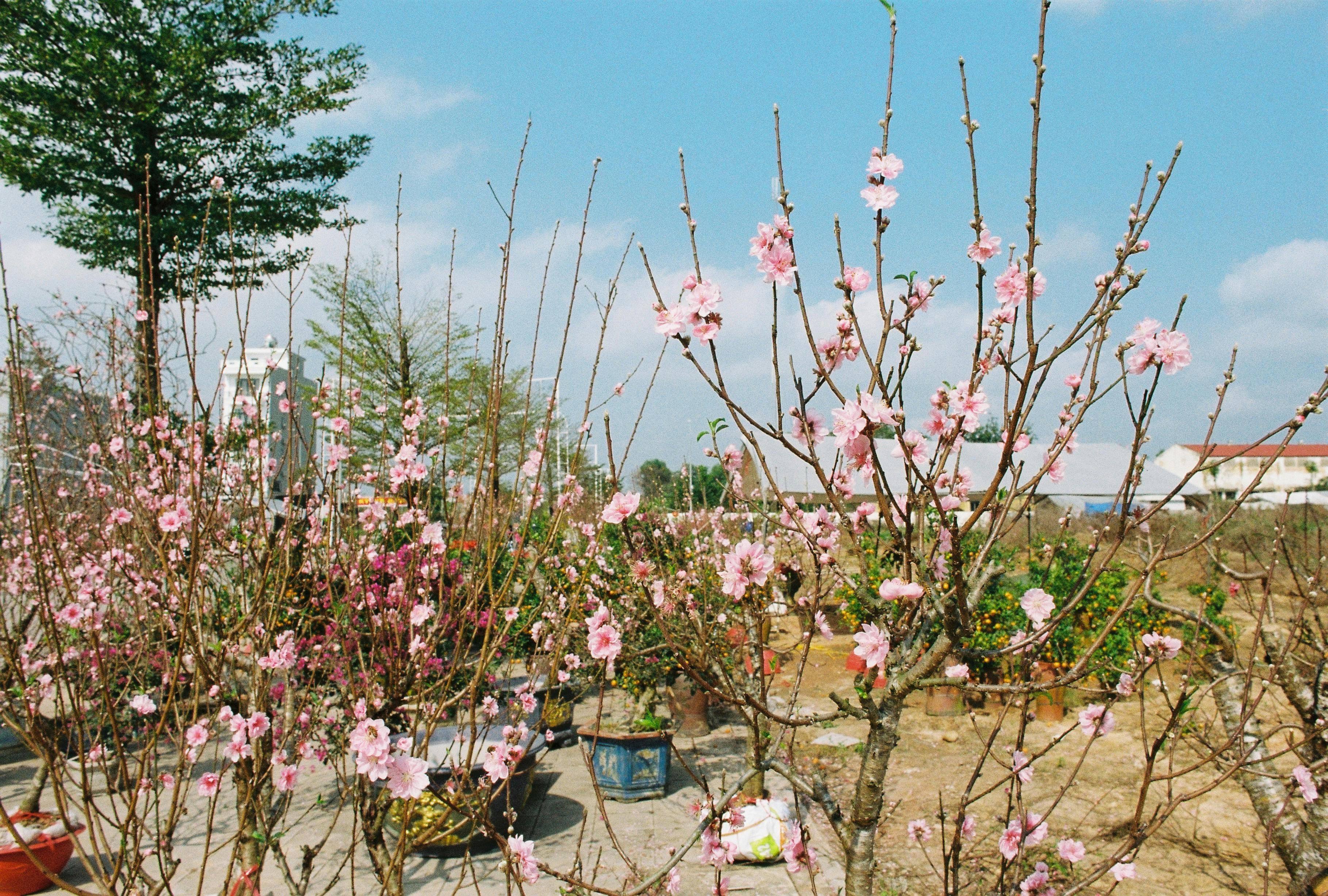 Beautiful pink cherry blossoms blooming in a vibrant spring garden on a sunny day.