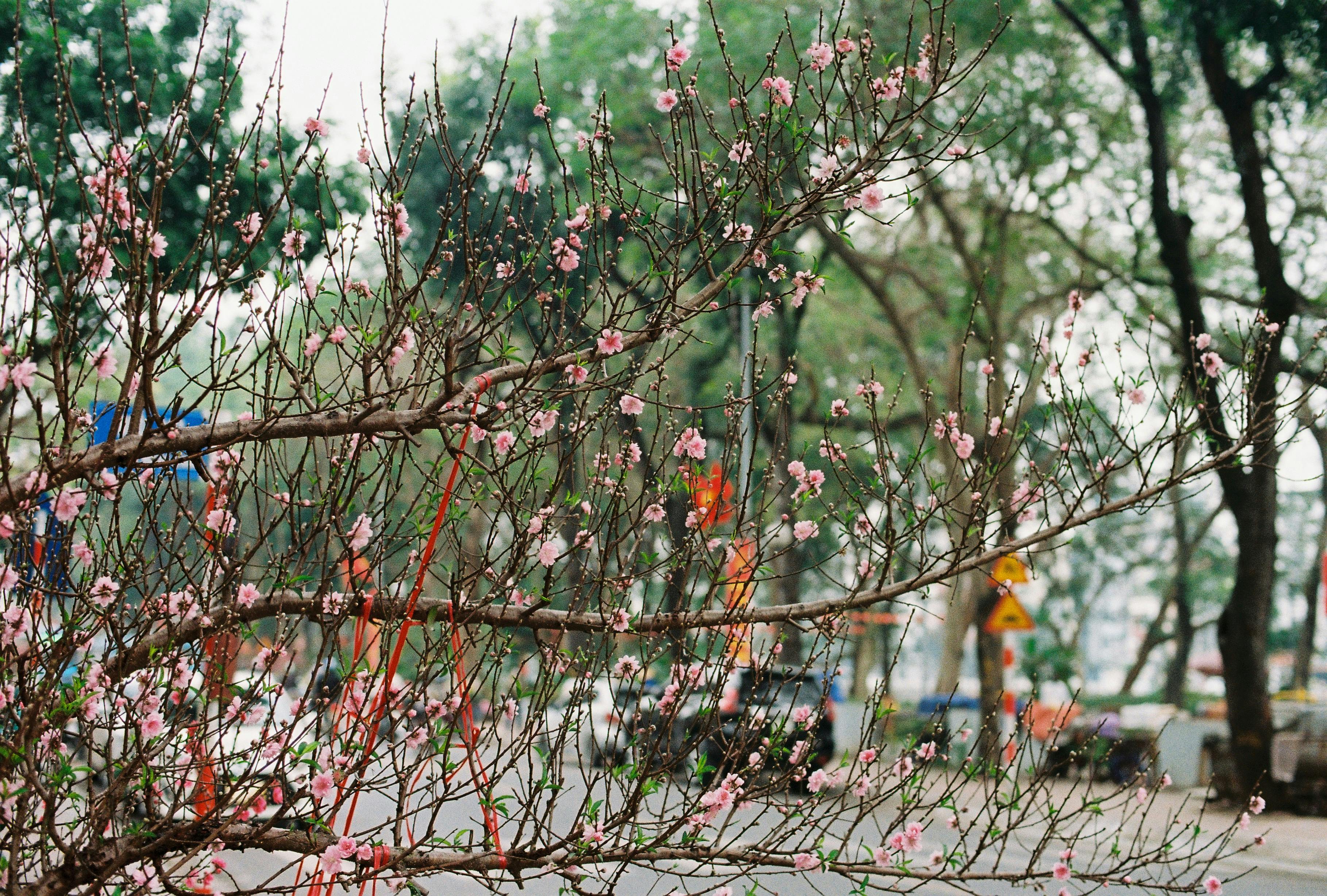 Flower Delivery in Malmo: A Complete City Guide