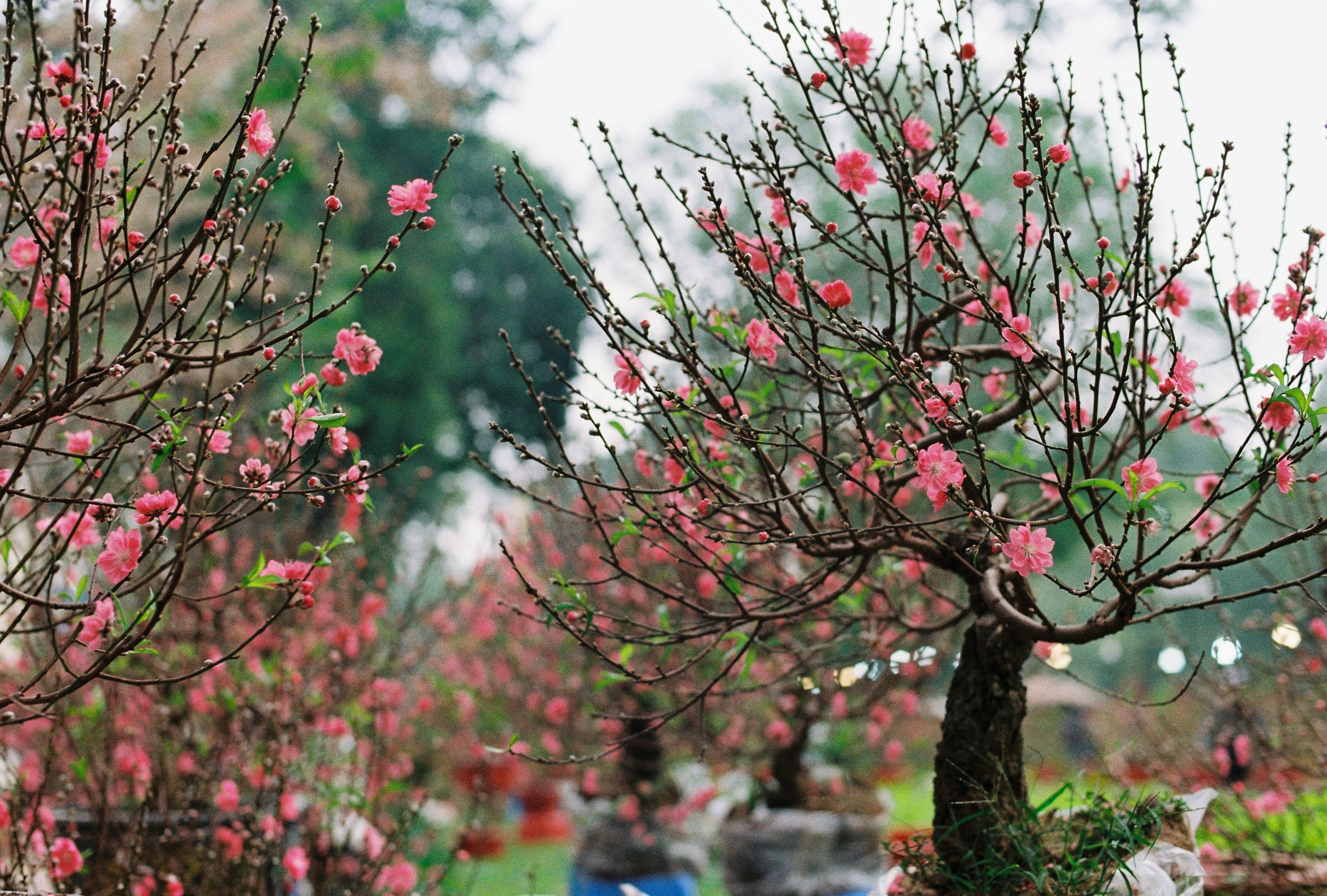 Beautiful Blossoming Peach Trees in Spring · Free Stock Photo