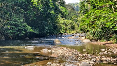Free A tranquil river flowing through a lush greenery forest on a sunny day. Stock Photo