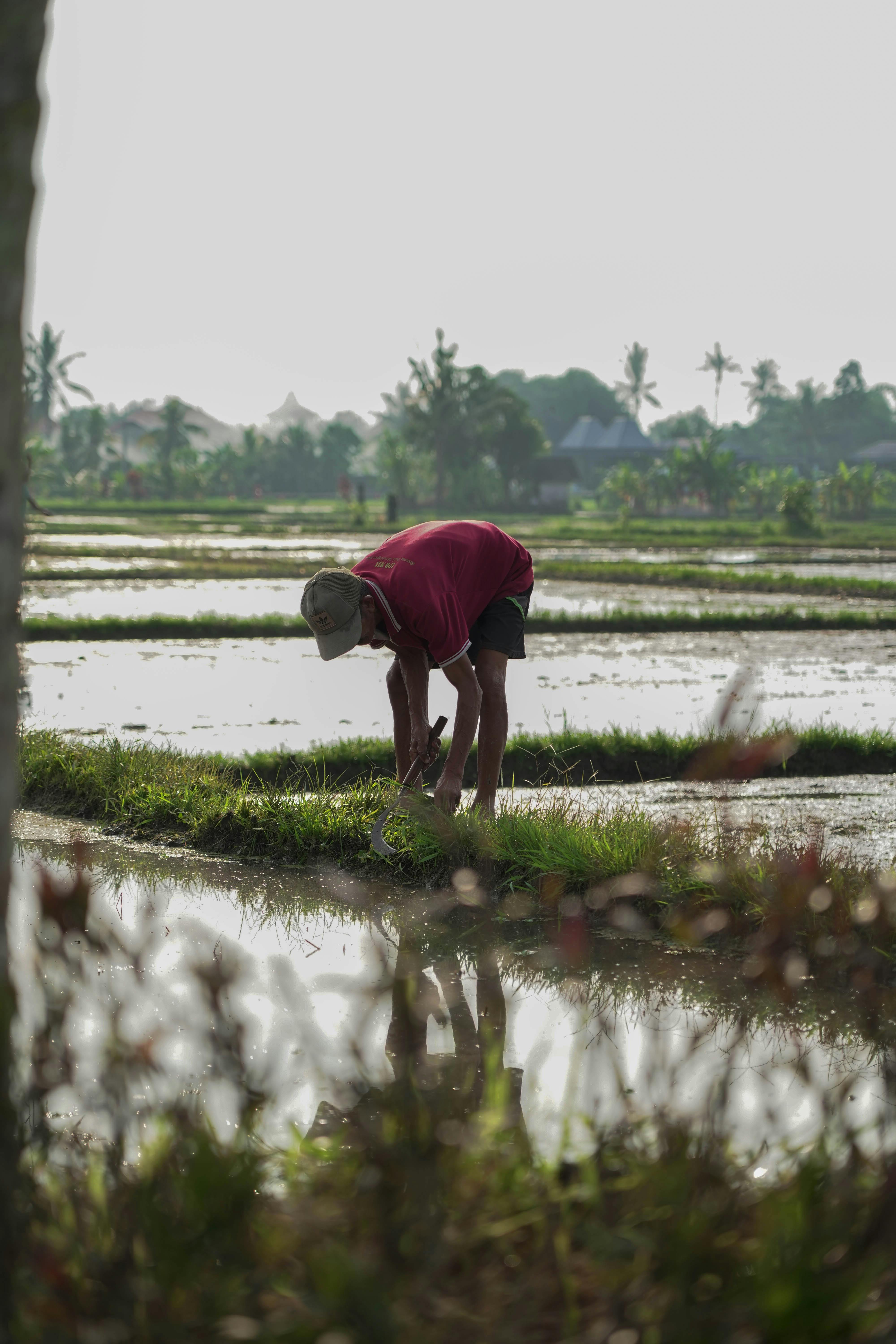 Gratis Seorang petani Bali merawat sawah di Tabanan, Bali, Indonesia saat matahari terbenam. Foto Stok