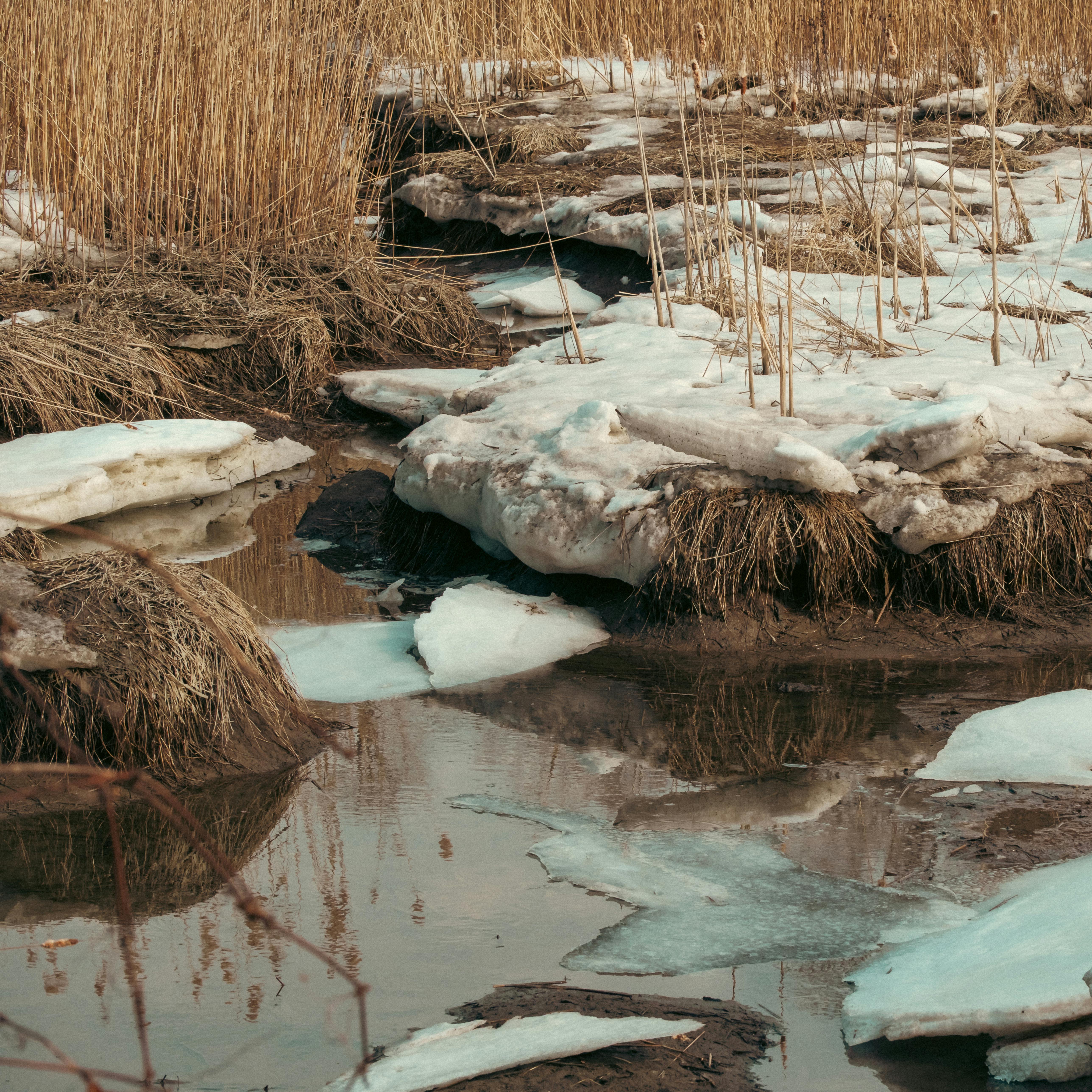 Free stock photo of brown grasses, close up, cold weather
