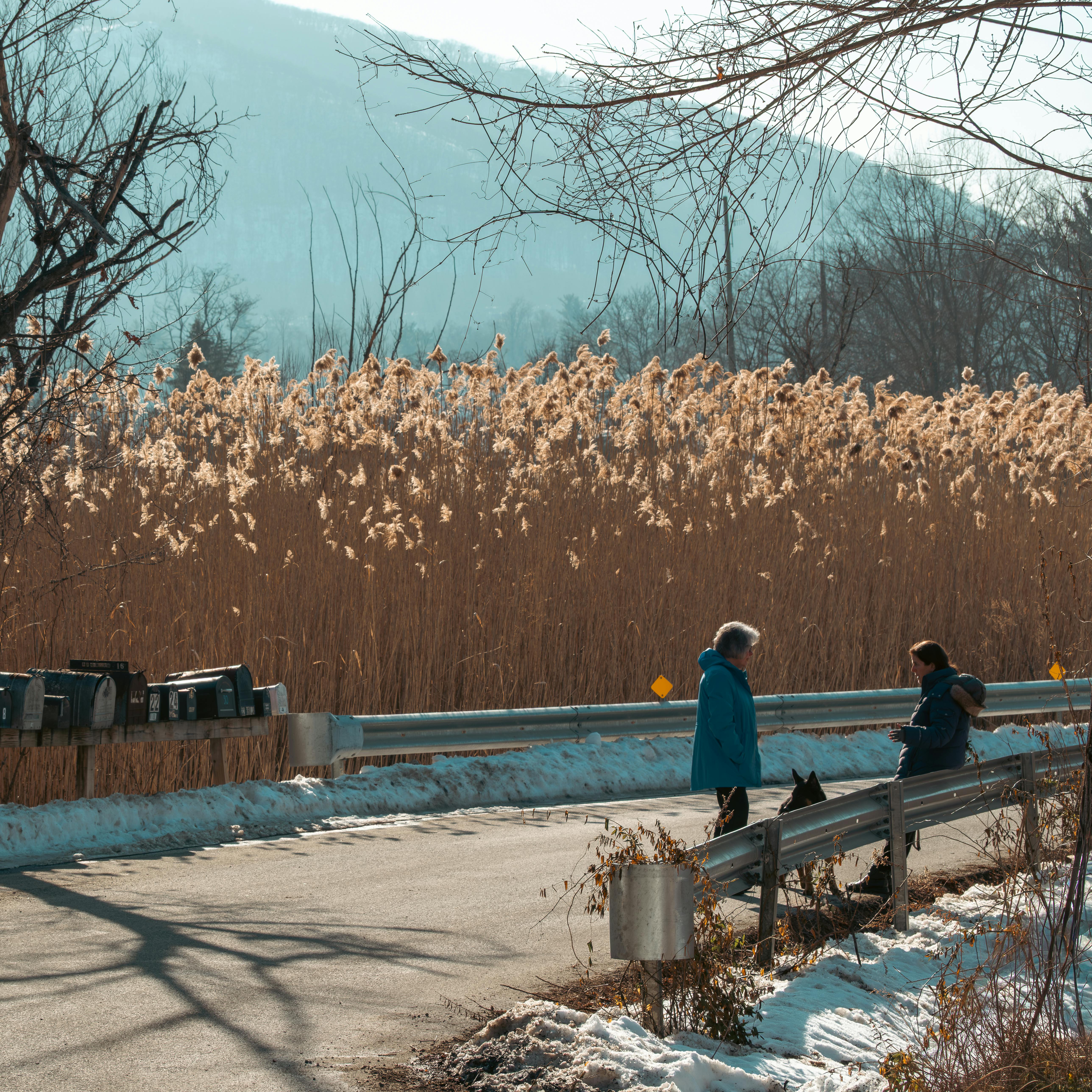 бесплатная Двое соседей беседуют у сельской дороги с собакой, в окружении зимнего камыша и безмятежного снега. Стоковое фото