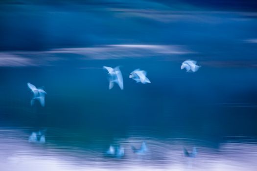 wildlife art calm