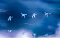 Dynamic Flight of Birds Over Water at Twilight