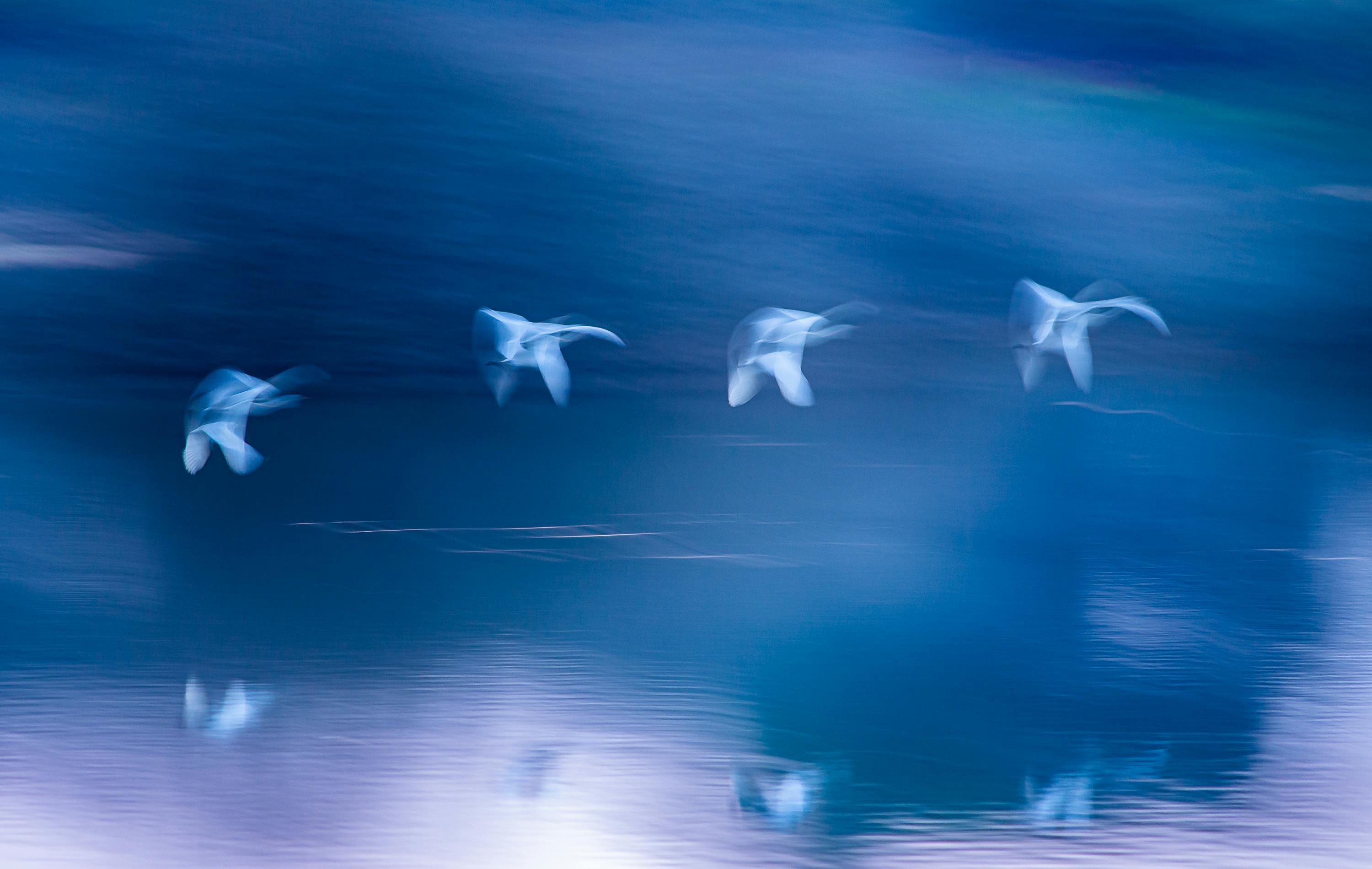 gratis De onscherpe afbeelding toont vogels in vlucht boven het water, wat een serene blauwe sfeer creëert. Stockfoto