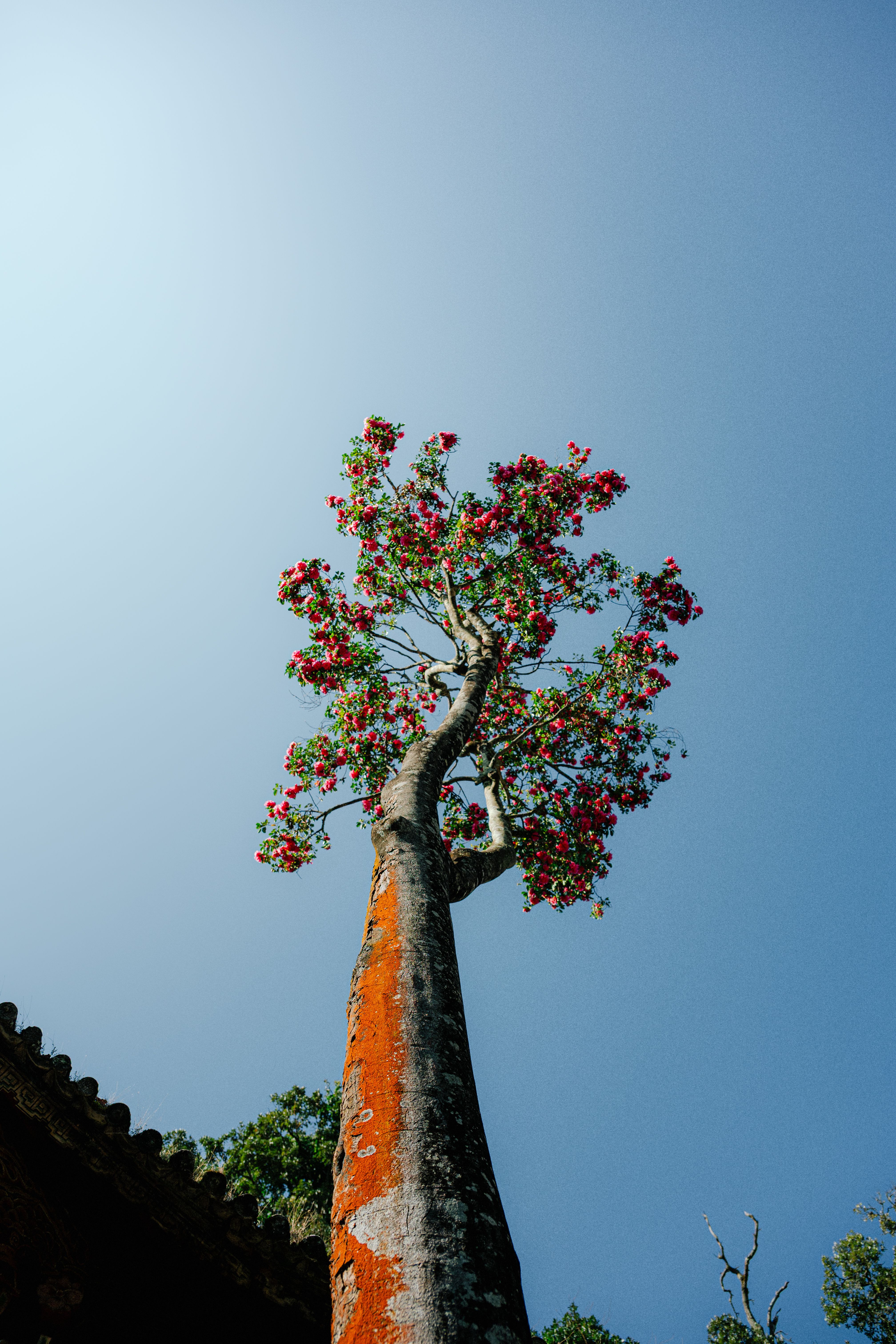 Majestic High Tree under Clear Blue Sky · Free Stock Photo