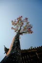 Majestic Tree Against Blue Sky Seen from Below