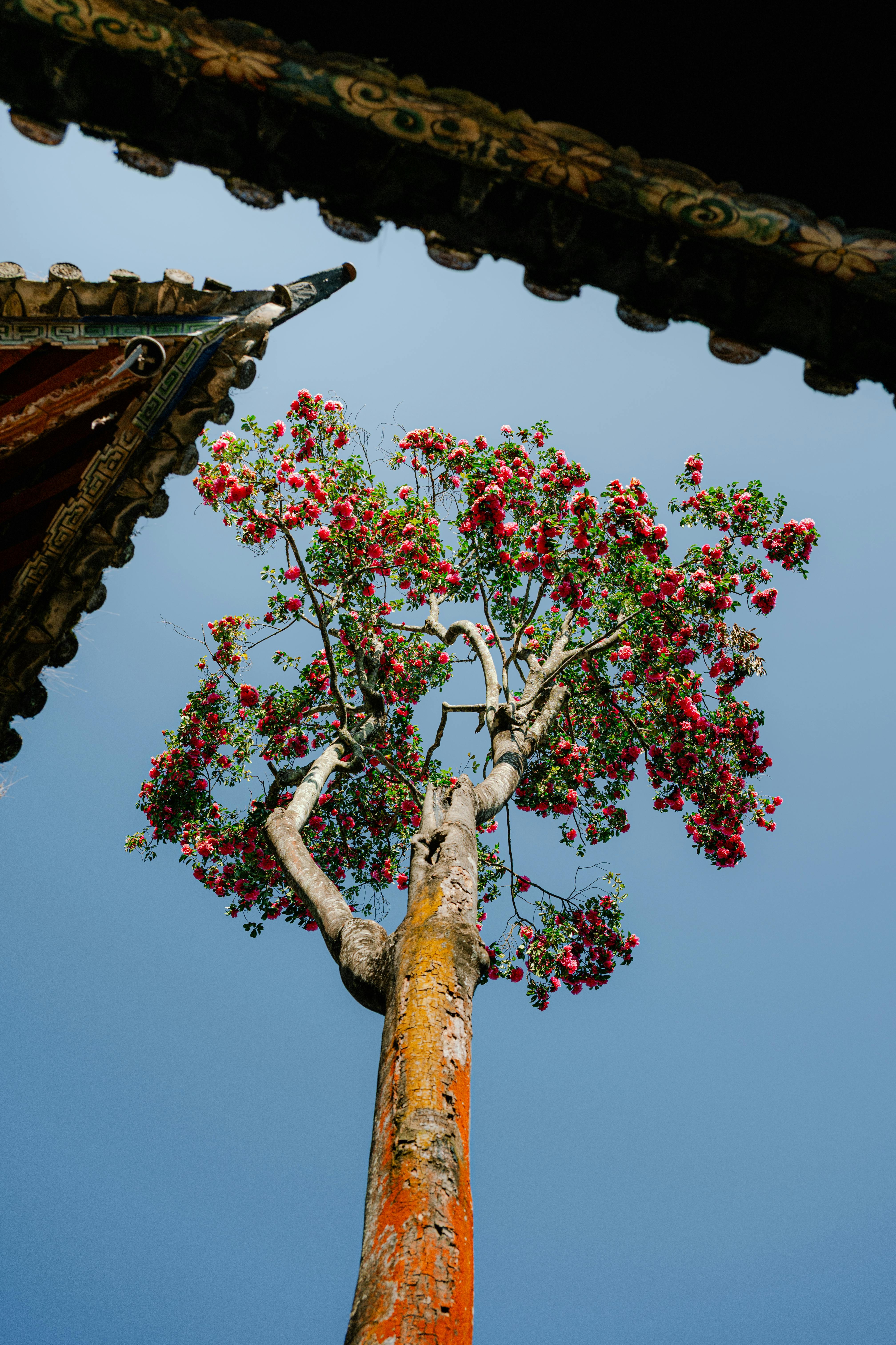 無料 澄んだ空の下、伝統的な屋根構造に囲まれた鮮やかな花を咲かせた木。 写真素材