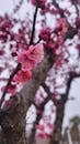 Close-up of Pink Cherry Blossoms in Bloom