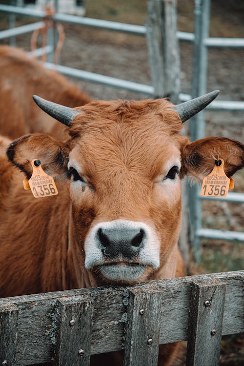 Free Brown Cow  Stock Photo