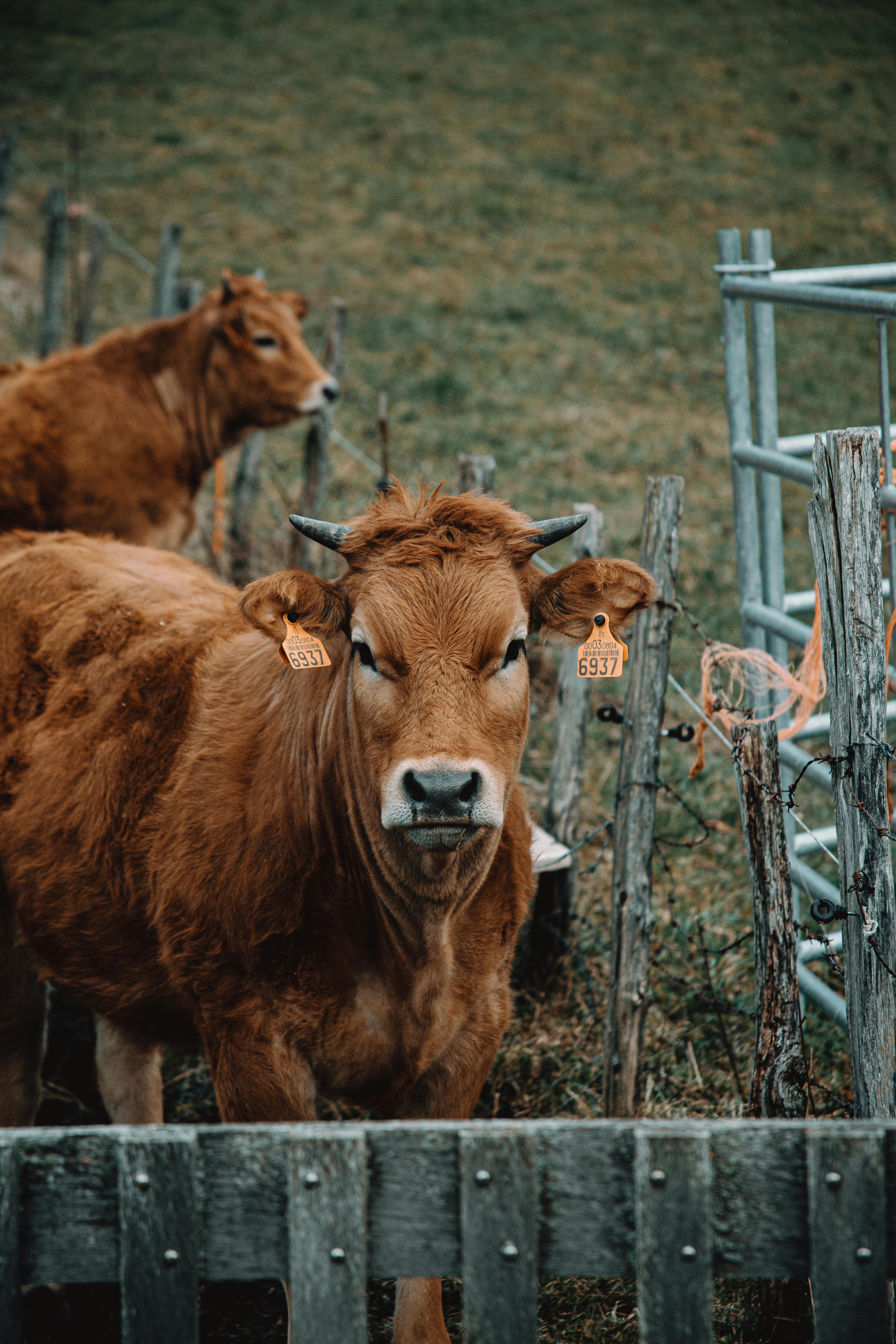 Brown Cow · Free Stock Photo