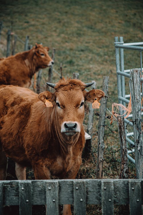 Brown Cow 