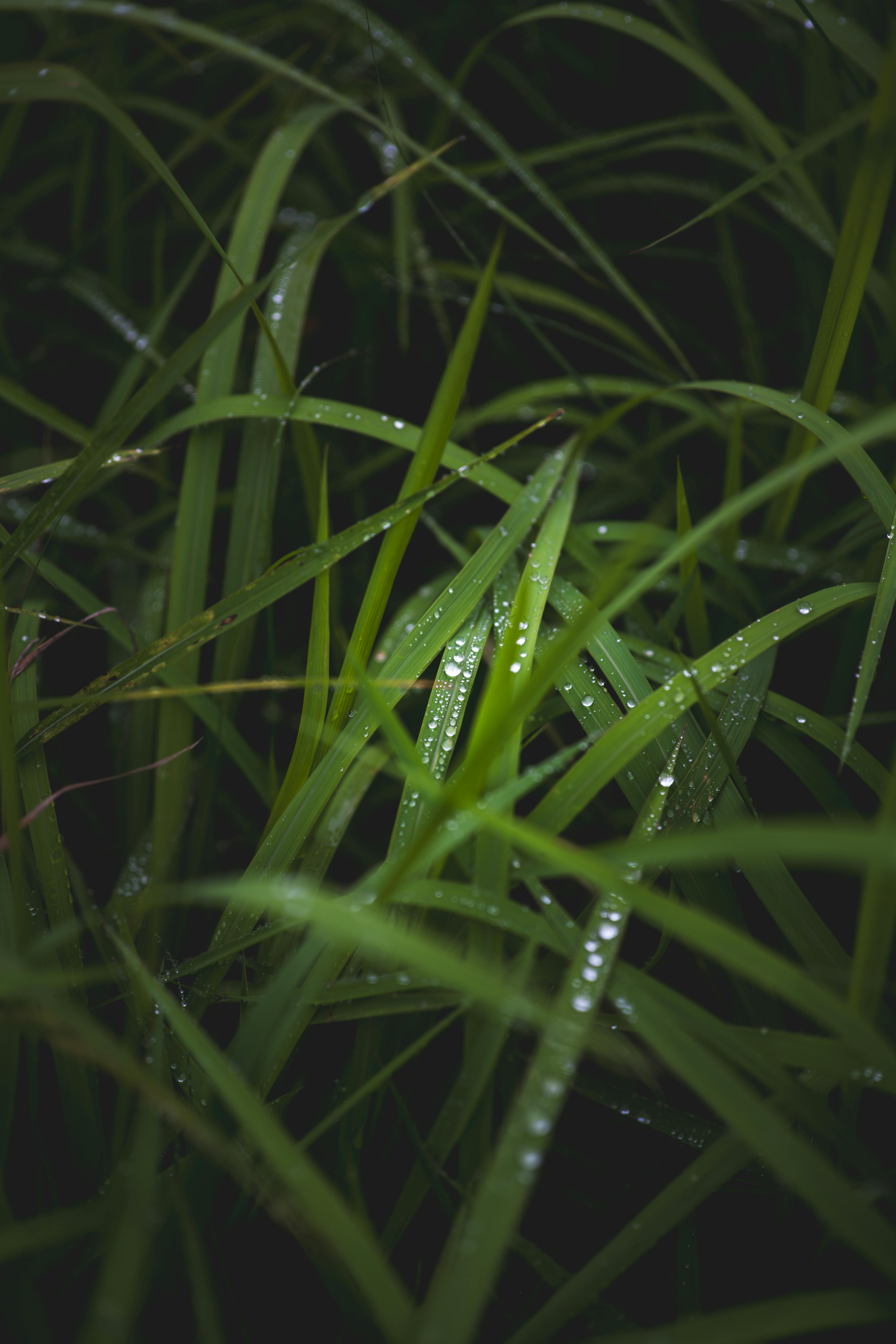 Free A detailed view of fresh dew drops on lush green grass, highlighting nature's beauty. Stock Photo