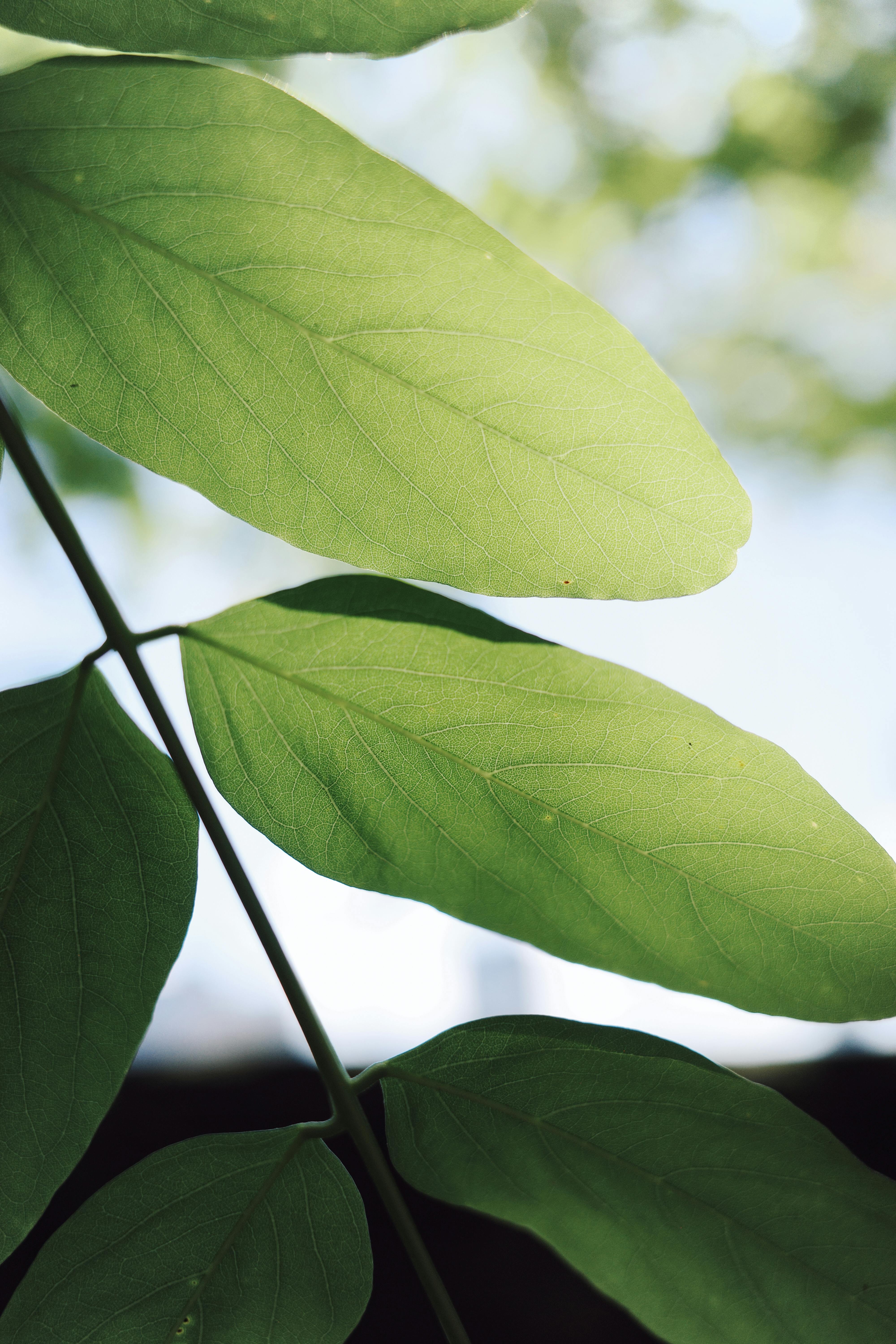 Free Close-up of vibrant green leaves basking in sunlight, showcasing nature's beauty and tranquility. Stock Photo