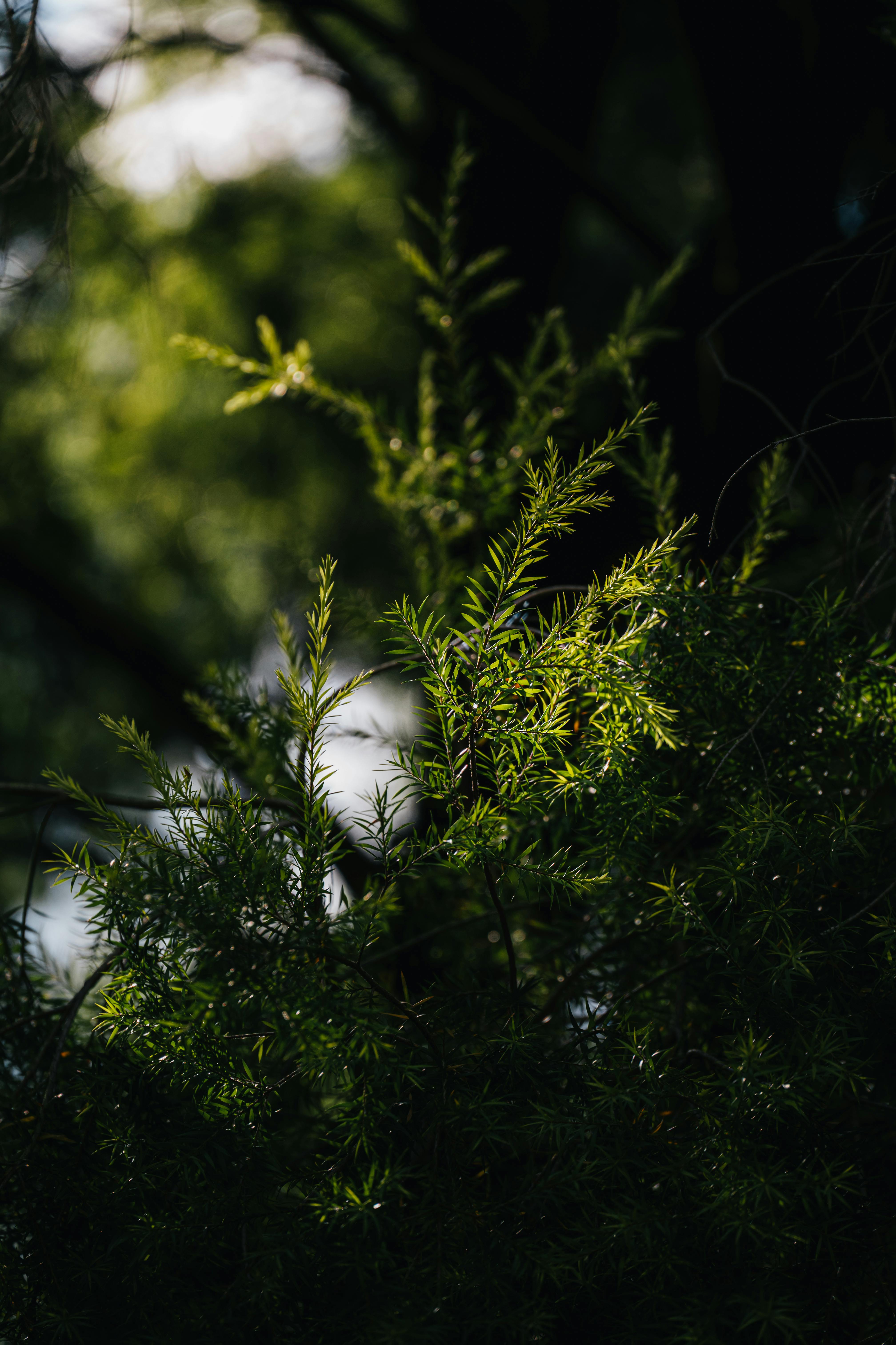 Gratuit Gros plan sur un feuillage vert luxuriant filtré par la lumière du soleil, créant une atmosphère forestière sereine. Photos