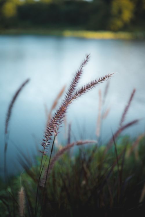 Free A tranquil lakeside scene with focus on delicate reeds, providing a serene and calming atmosphere. Stock Photo