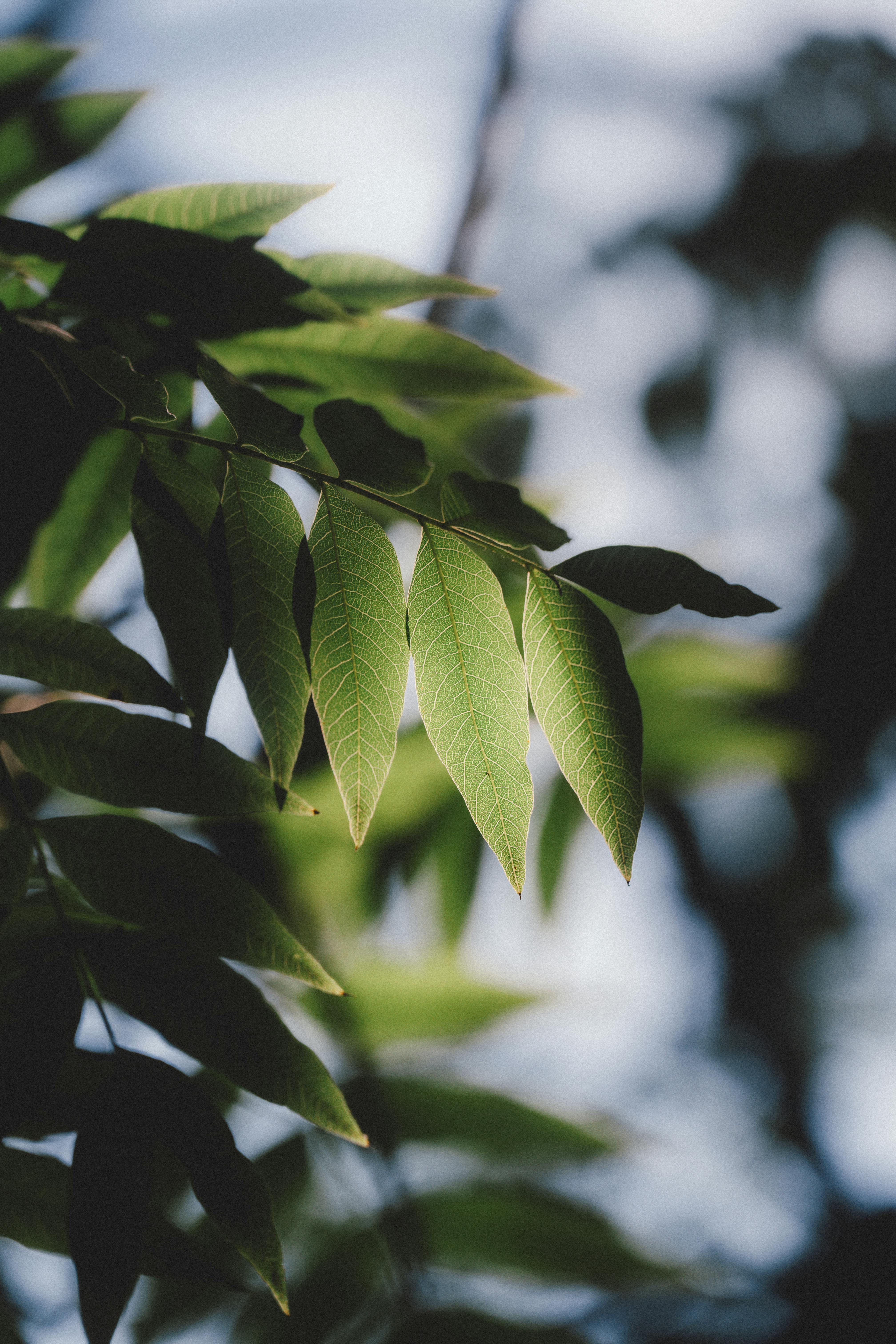 Free A detailed view of vibrant green leaves basking in soft sunlight outdoors. Stock Photo