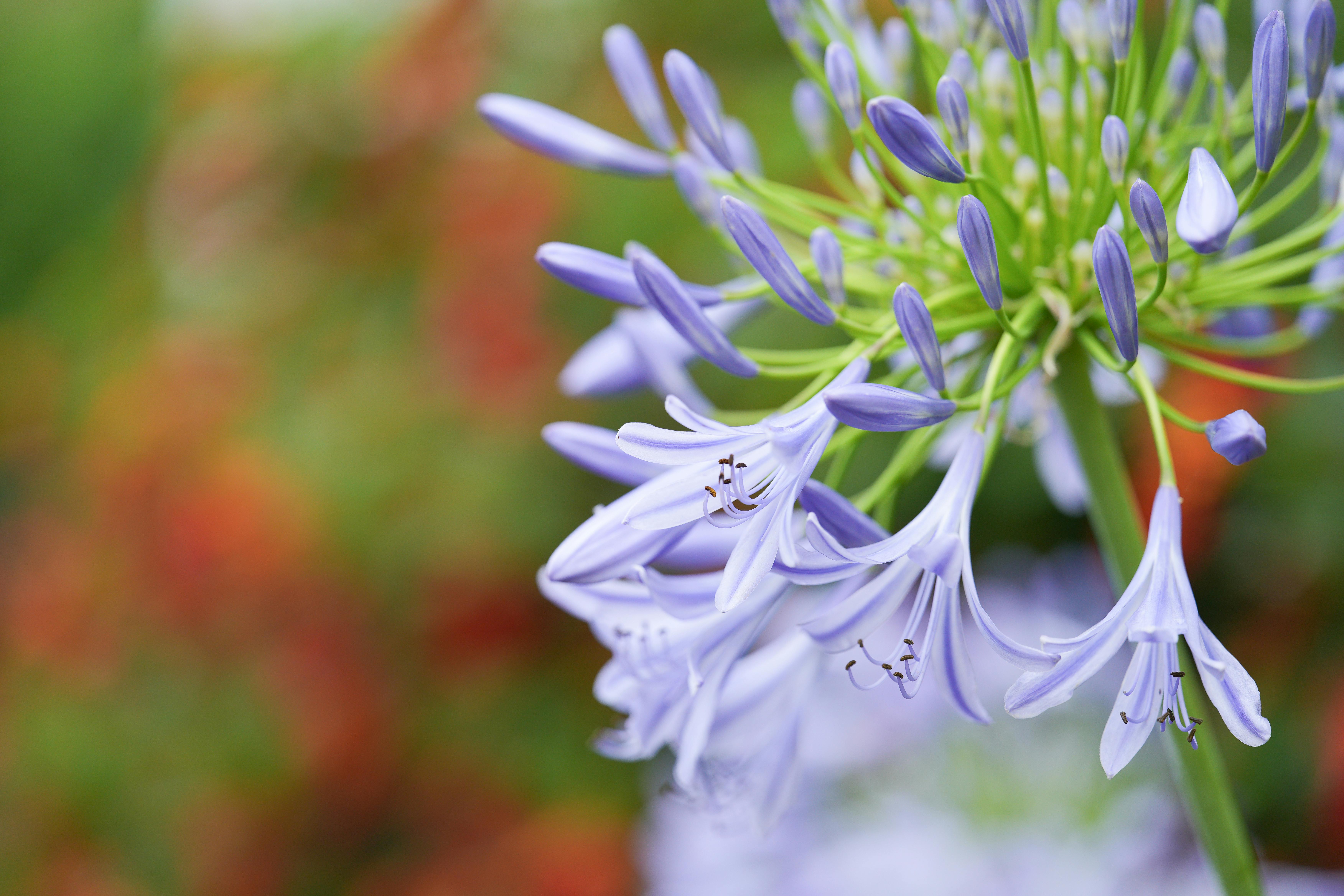 бесплатная Детальный снимок фиолетовых цветов агапантуса на ярком размытом фоне. Стоковое фото