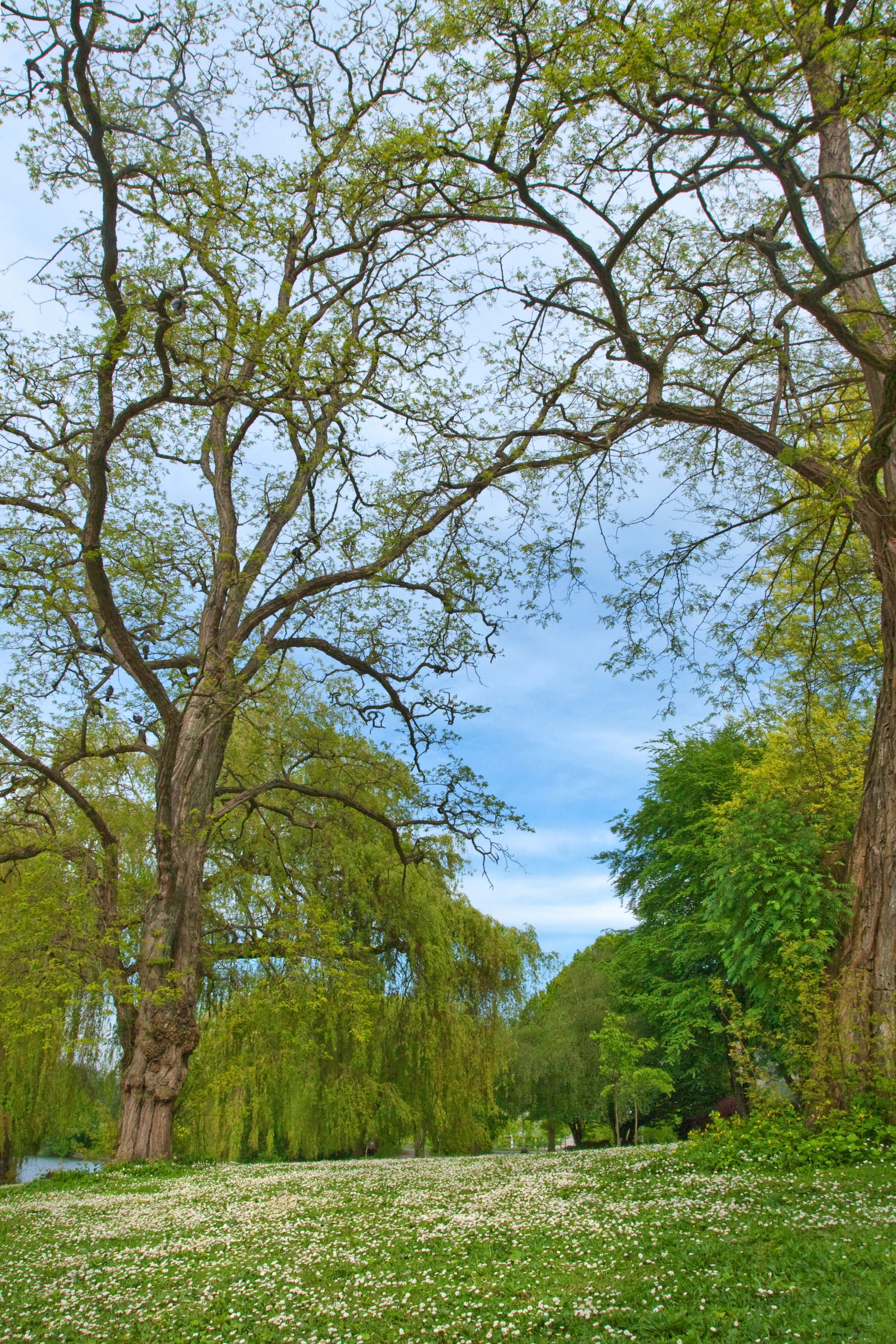 Serene Spring Landscape with Majestic Trees · Free Stock Photo