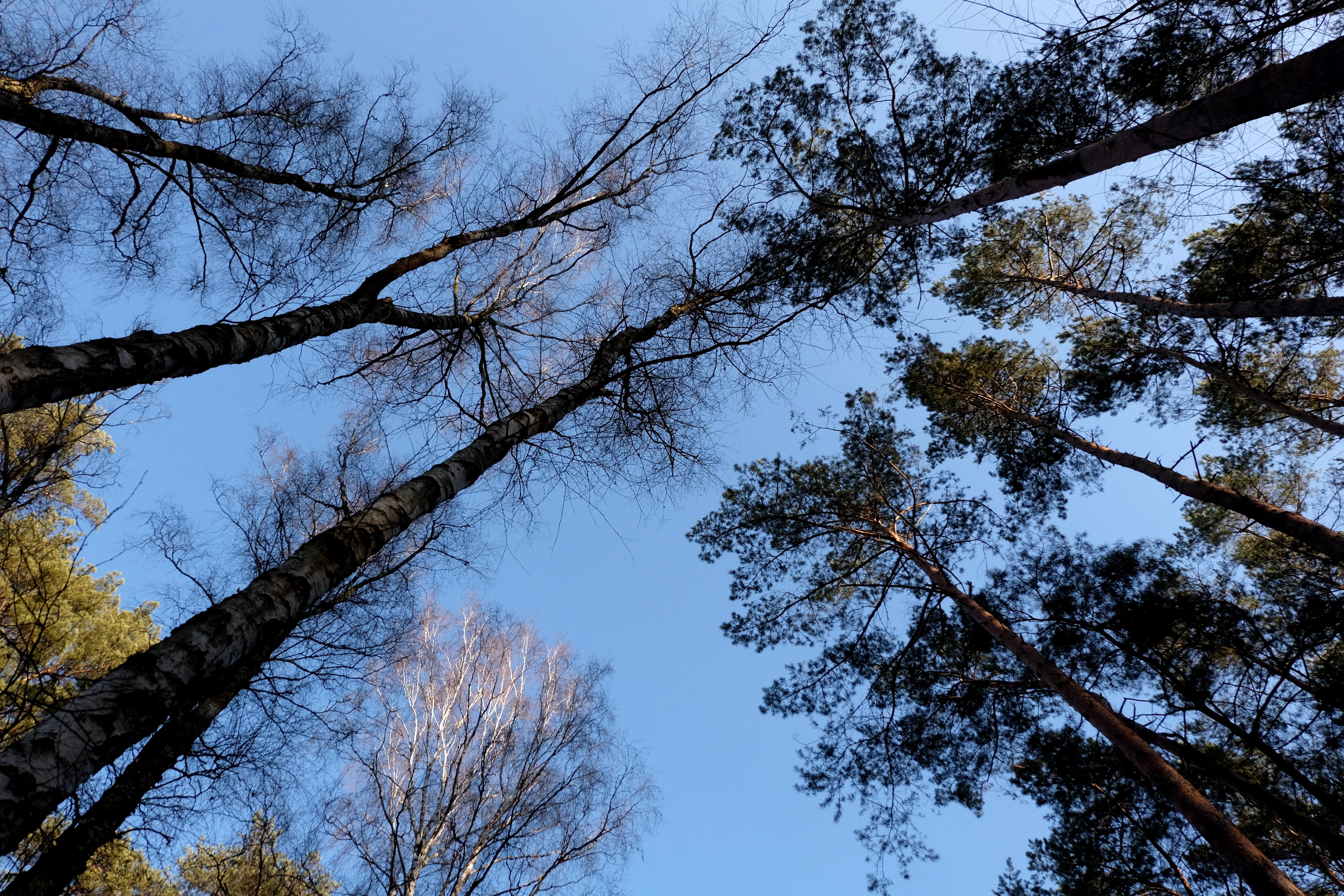 Hohe Bäume im Wald