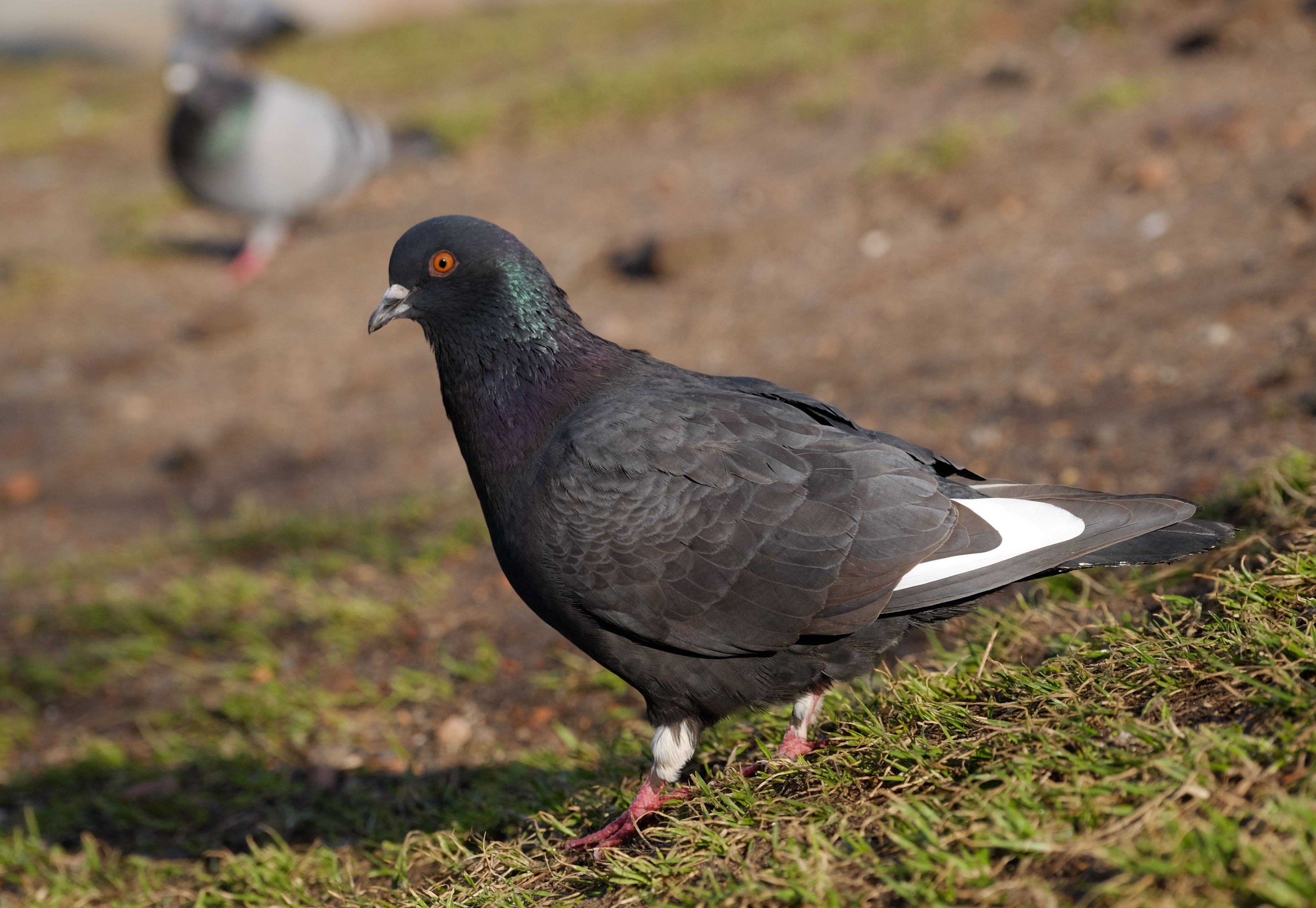 Close-Up of a Rock Pigeon on Grassy Ground · Free Stock Photo