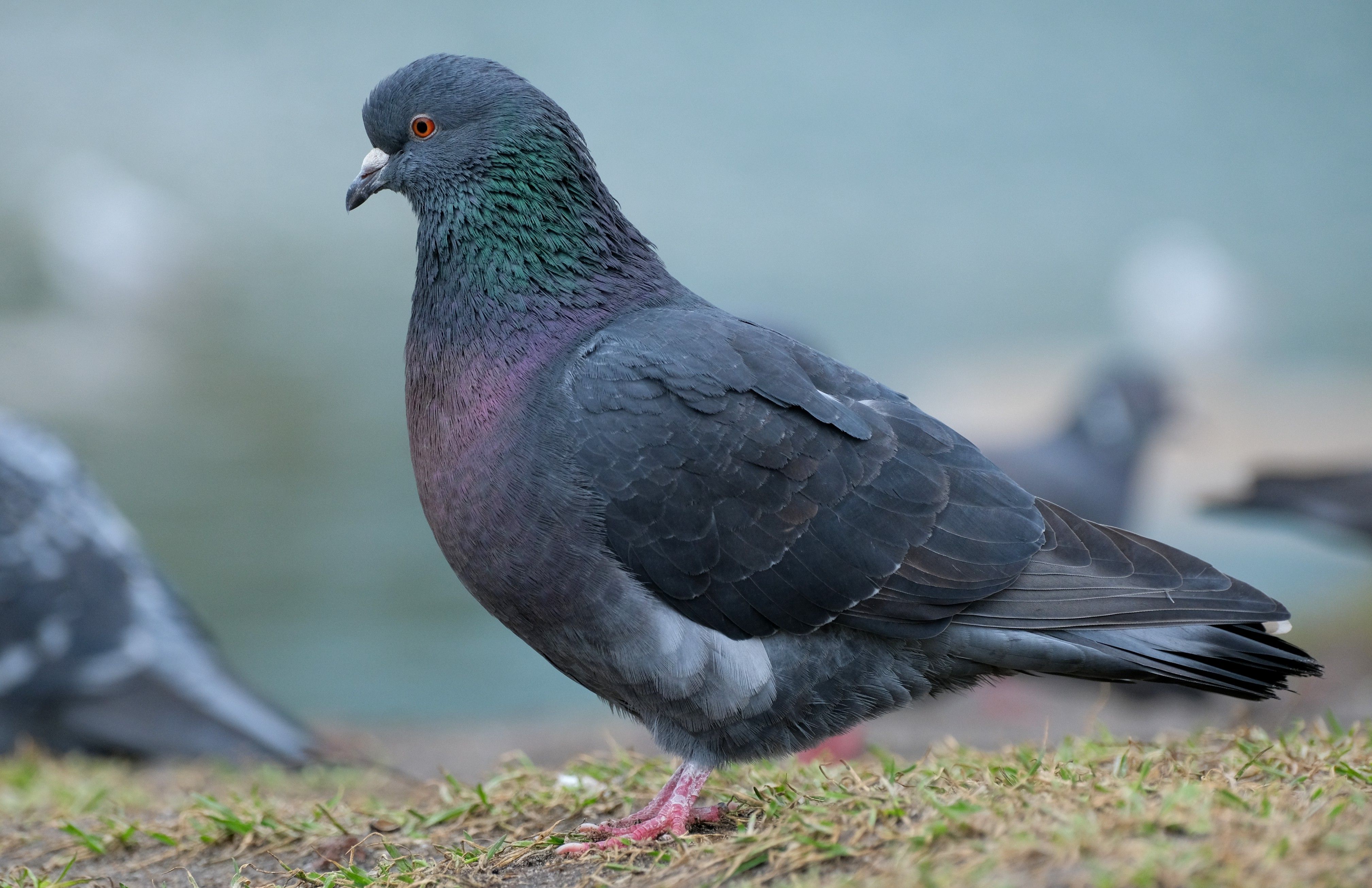 Close-up Photograph of a Rock Pigeon in Natural Habitat · Free Stock Photo