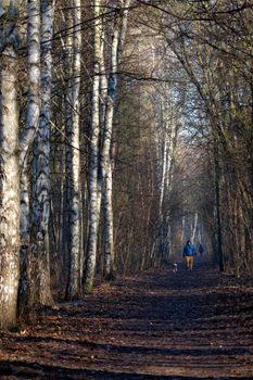 Serene scene of a lone person walking a dog through a birch tree-lined path in autumn.