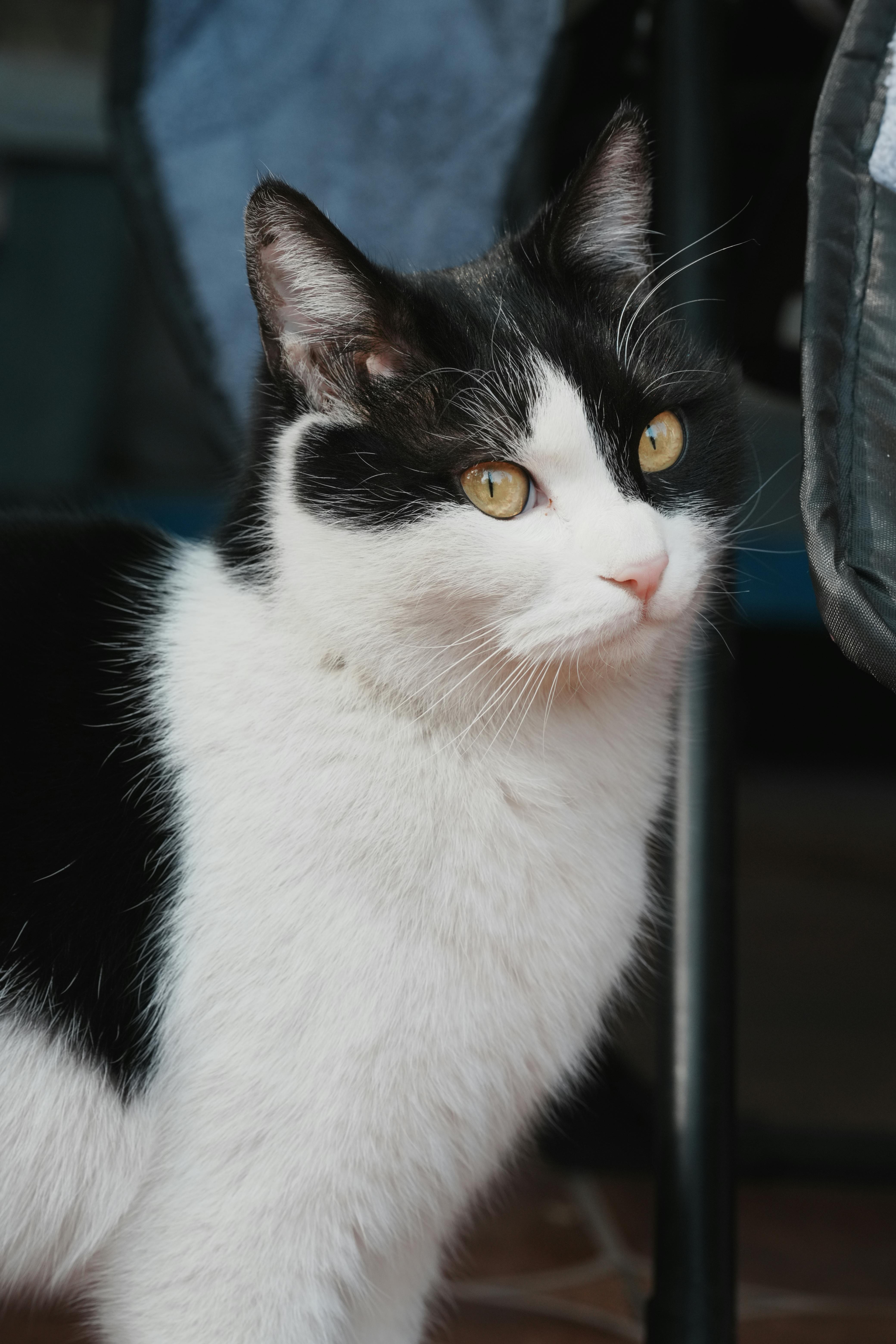 бесплатная Черно-белый кот с ярко-желтыми глазами, смотрящий с любопытством. Стоковое фото