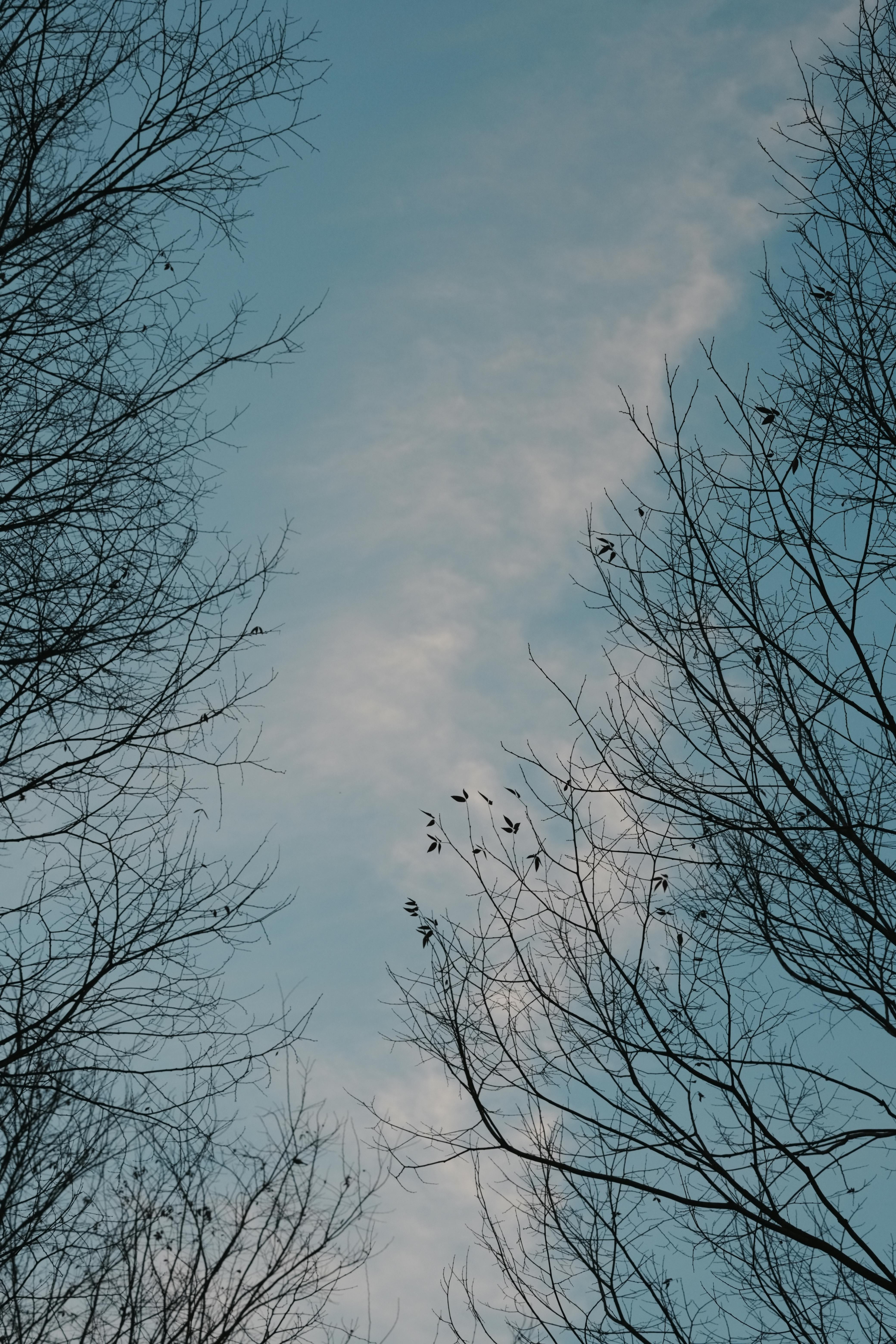 無料 雲がかかった青い冬の空を背景にした、葉のない木々の静かな風景。 写真素材