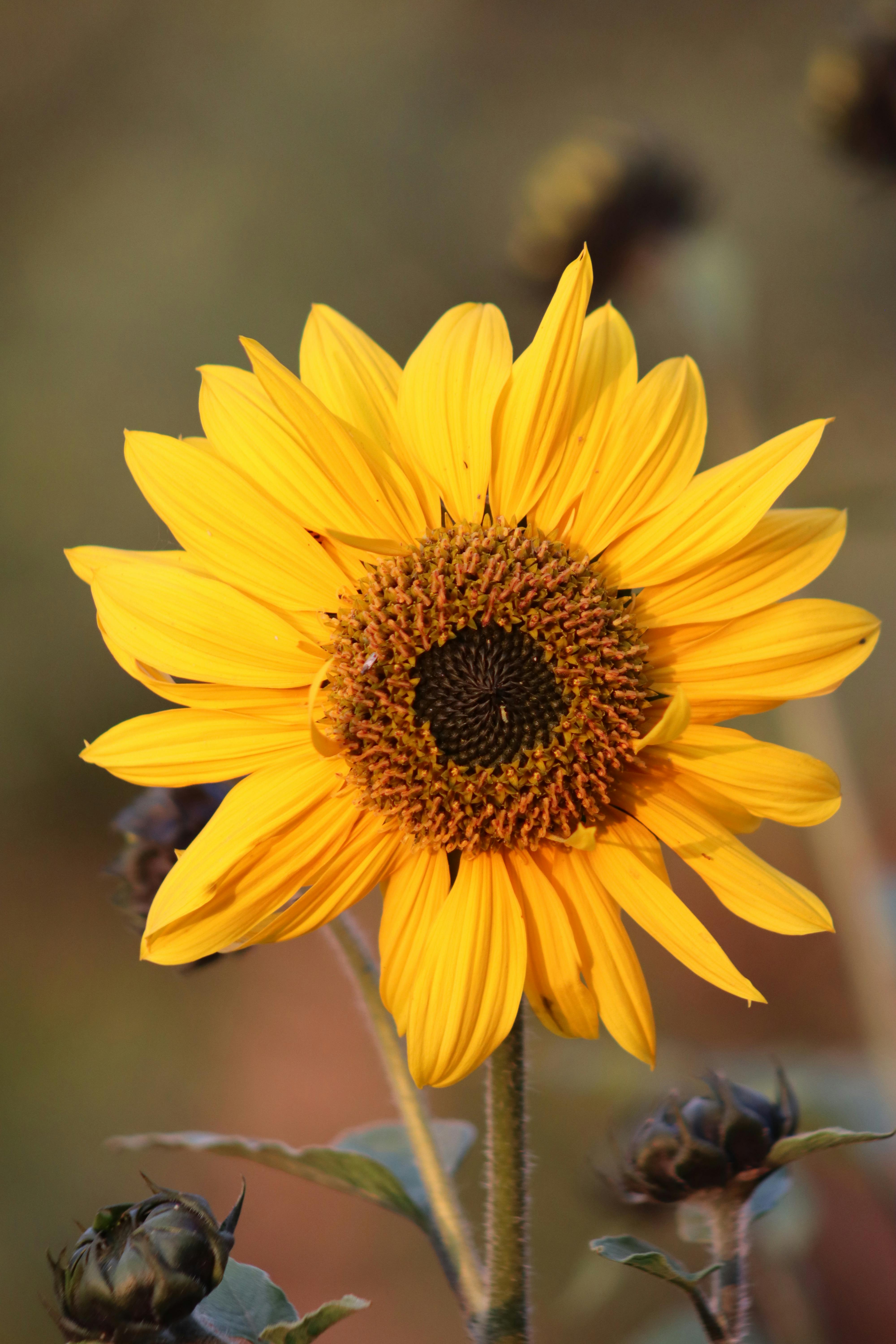 бесплатная Яркий желтый подсолнух в полном расцвете, передающий саму суть летнего отдыха на природе. Стоковое фото