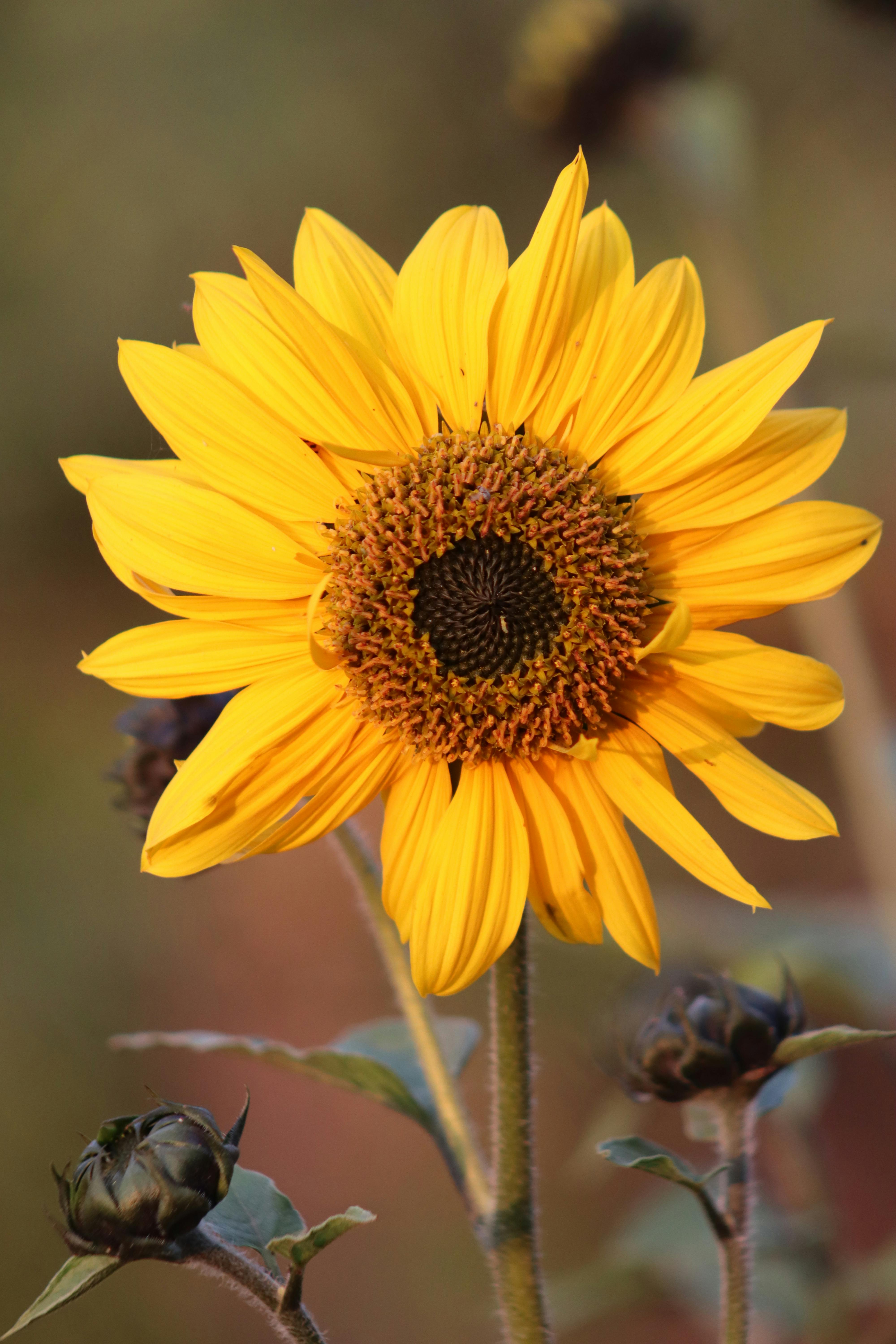 бесплатная Крупный план ярко-желтого подсолнуха, цветущего на открытом воздухе, демонстрирующий его замысловатые детали и насыщенный цвет. Стоковое фото