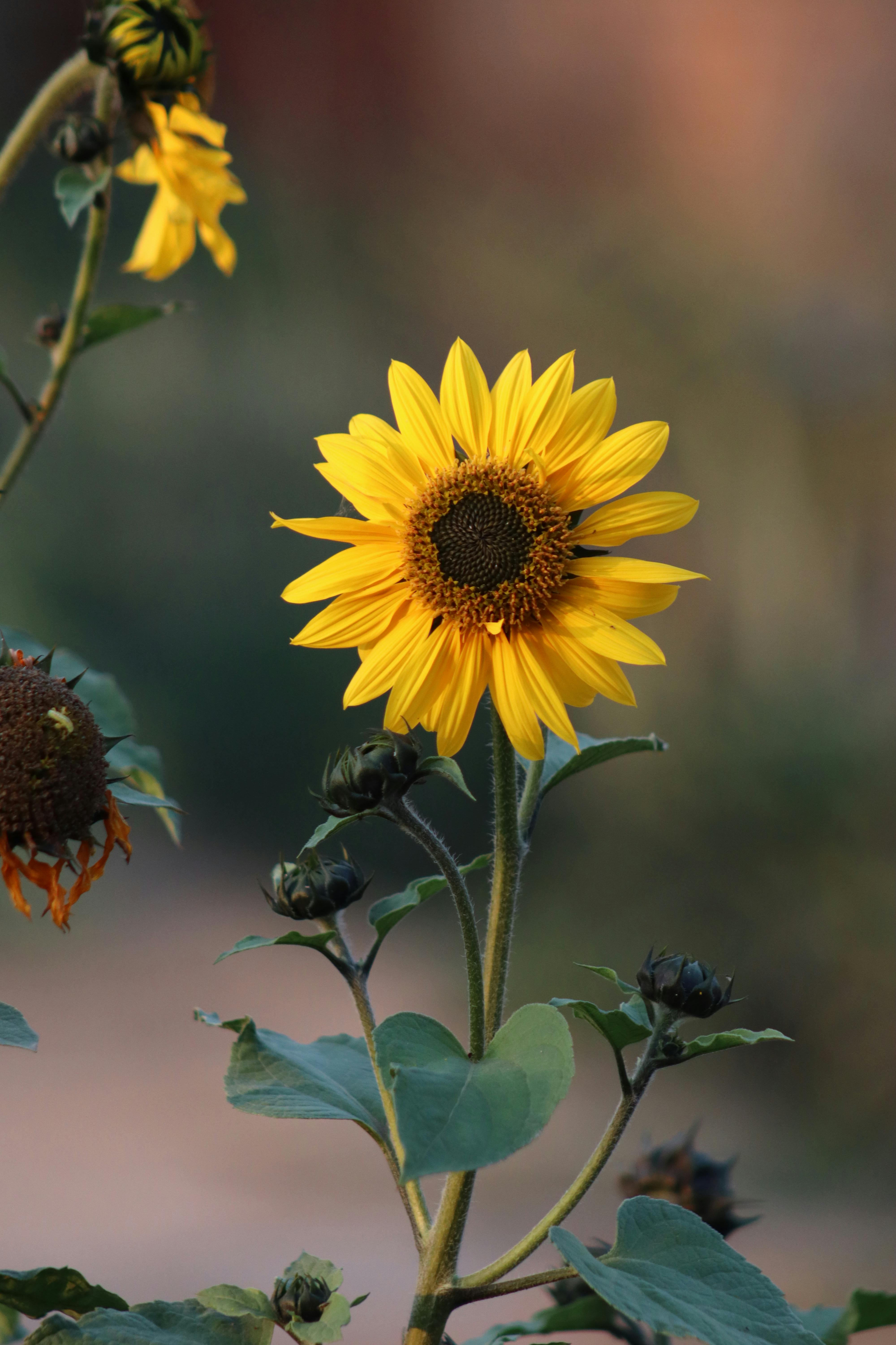 бесплатная Яркий желтый подсолнух в полном расцвете передает саму суть летнего отдыха на природе. Стоковое фото