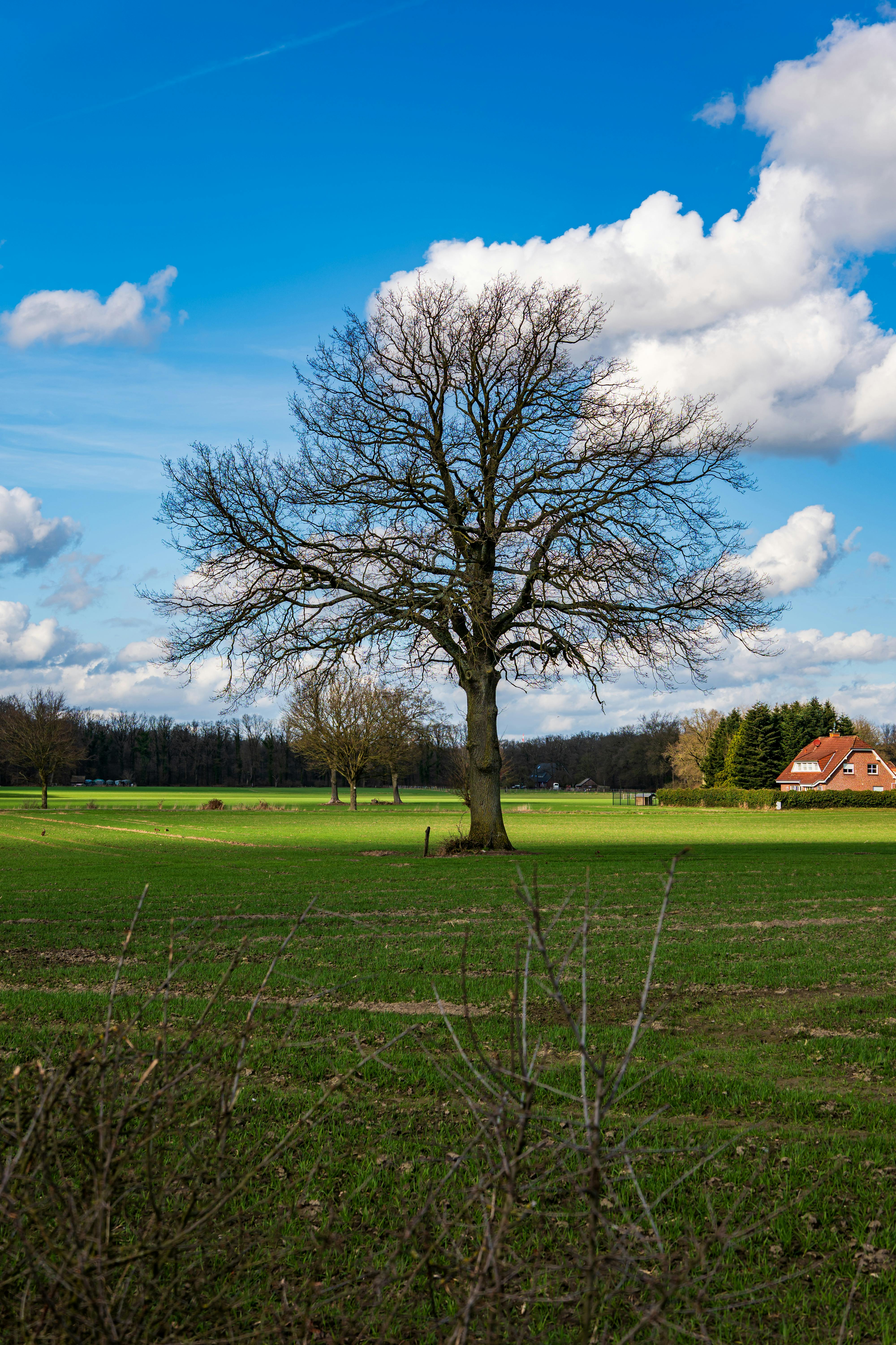 бесплатная В Кёсфельде, Германия, на зелёном поле под голубым небом возвышается величественный дуб. Стоковое фото