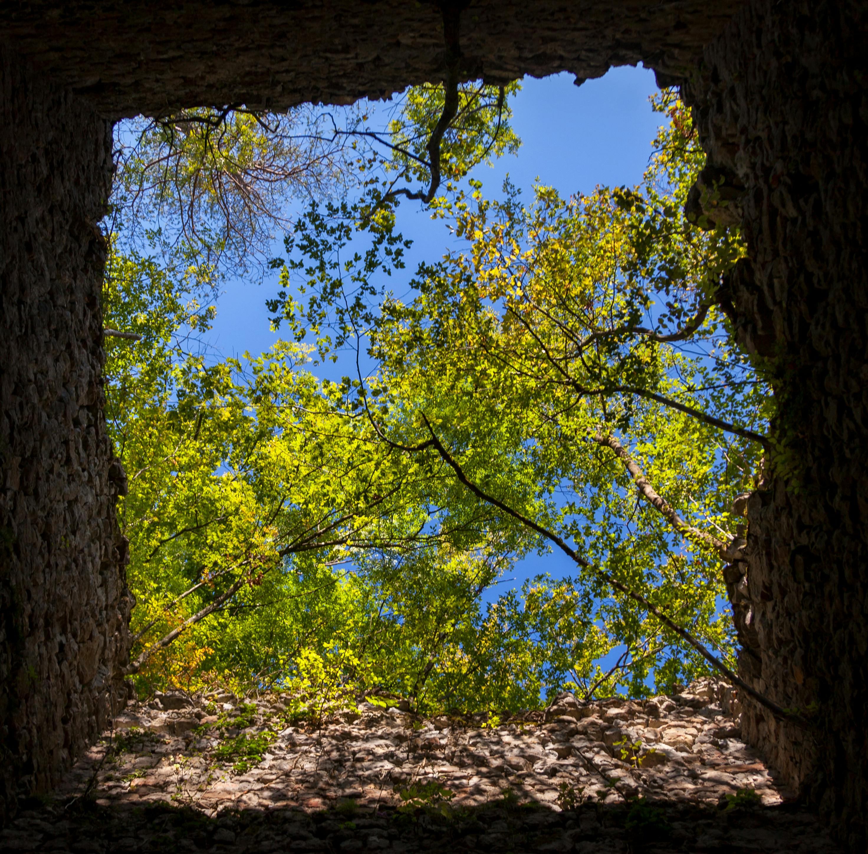 бесплатная Откройте для себя яркую листву, виднеющуюся сквозь исторические каменные руины, демонстрирующие природную красоту Словении. Стоковое фото