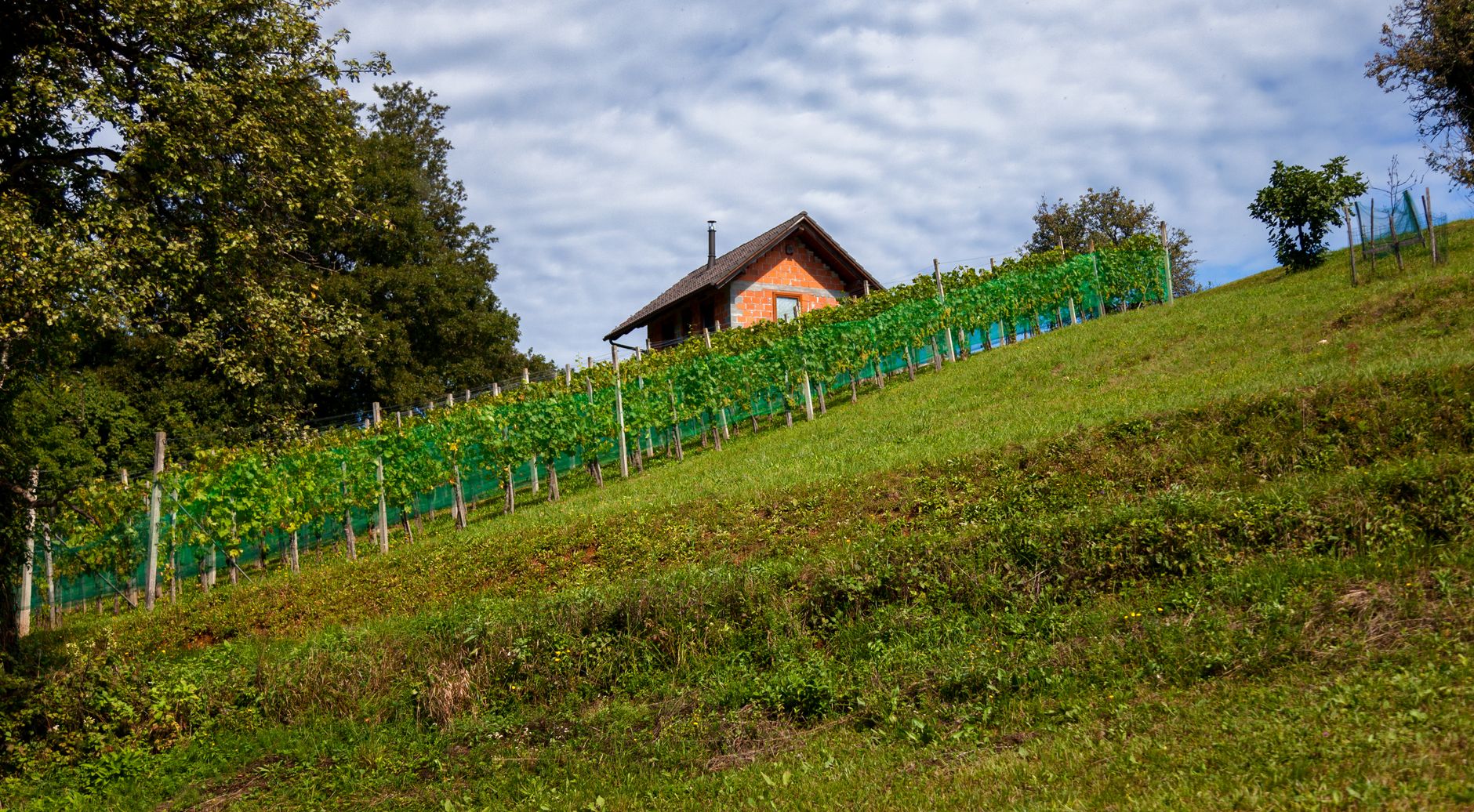 Slovenya Vipava Vadisi'ndeki üzüm bağları ve dağ manzarası