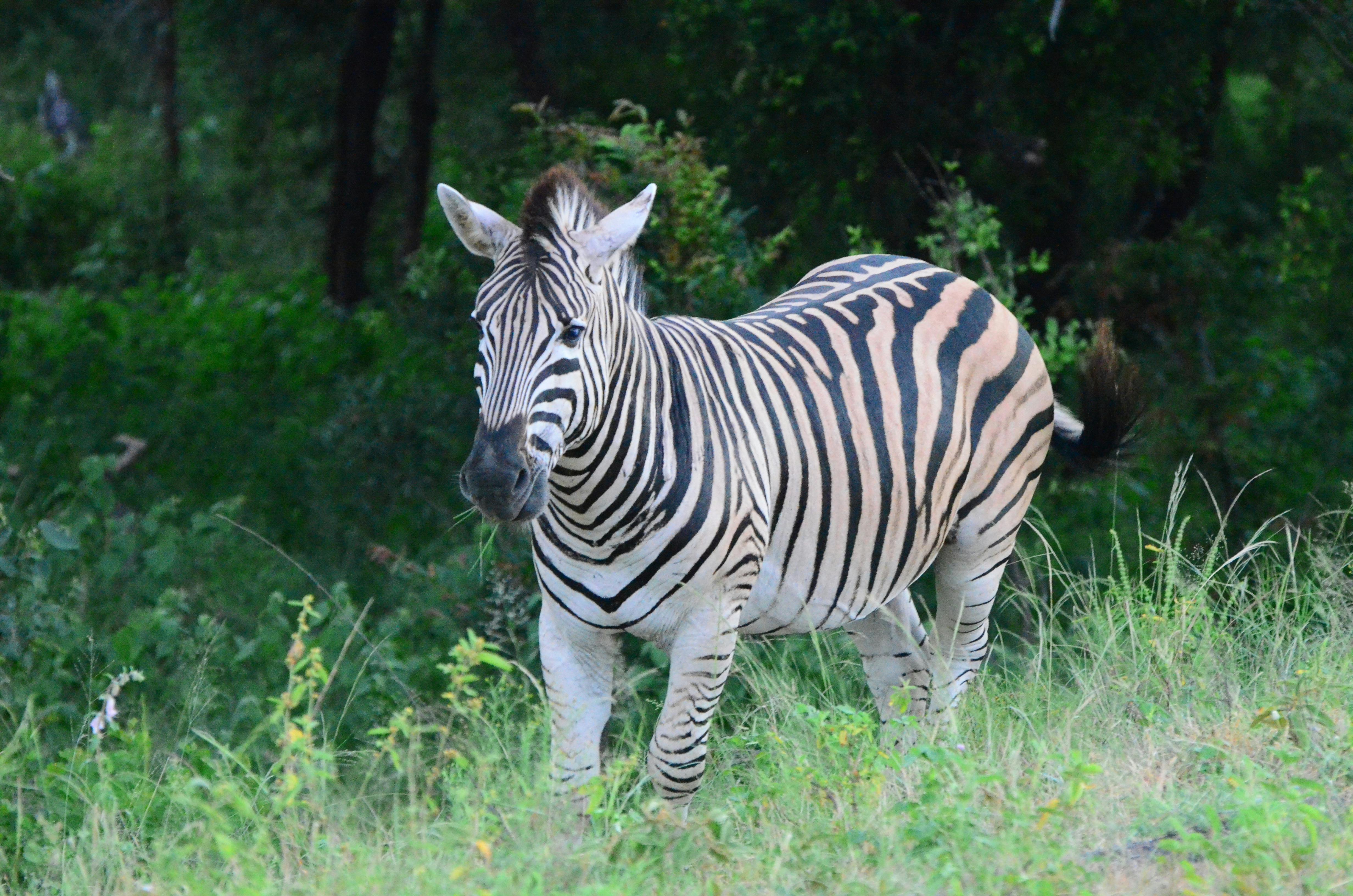 Gratis Seekor zebra berdiri di tengah hijaunya pepohonan di Skukuza, Afrika Selatan. Foto Stok