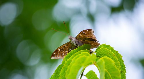 Free A detailed close-up of a butterfly perched on a vibrant green leaf with a dreamy blurred background. Stock Photo