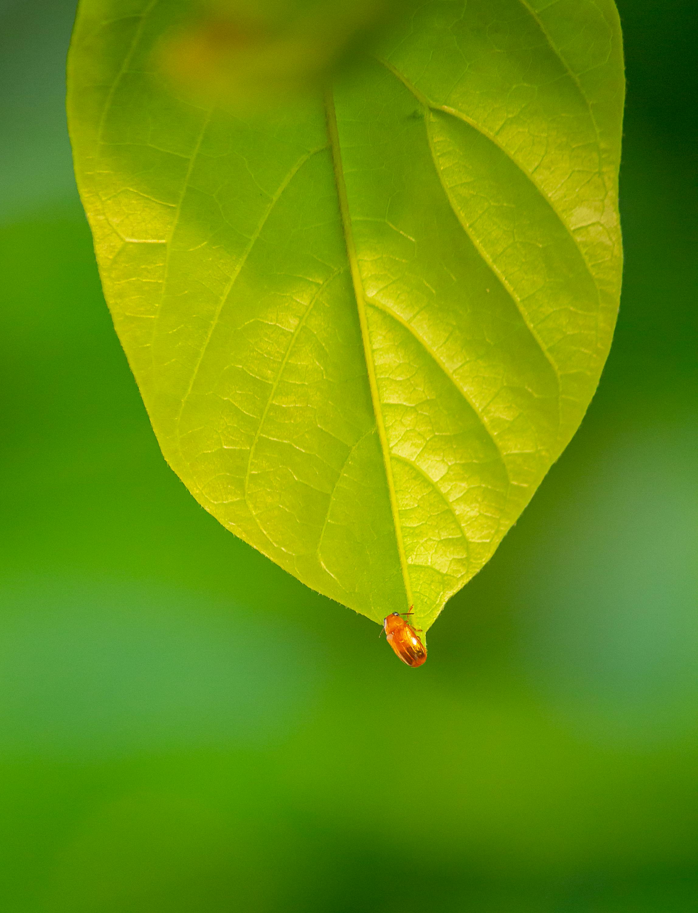 бесплатная Яркий зеленый лист с маленькой божьей коровкой, запечатленный в естественной обстановке. Стоковое фото